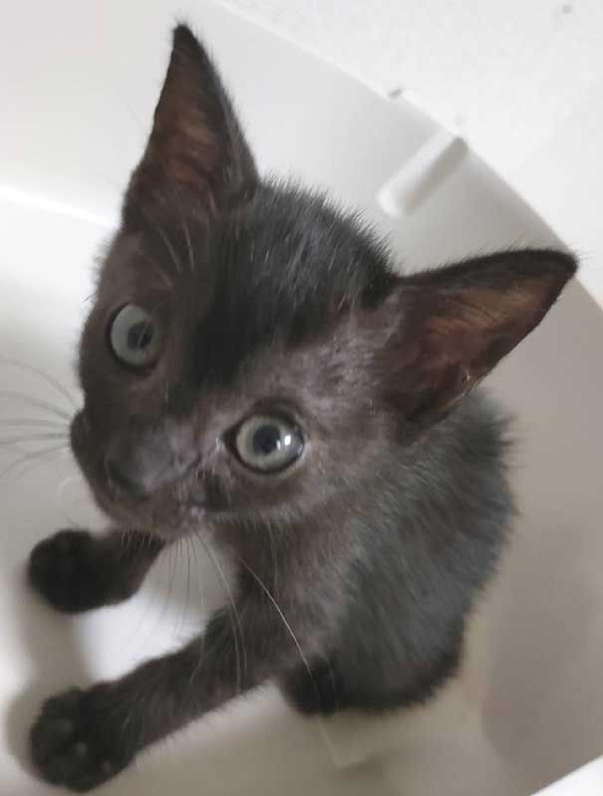 pet-image-7