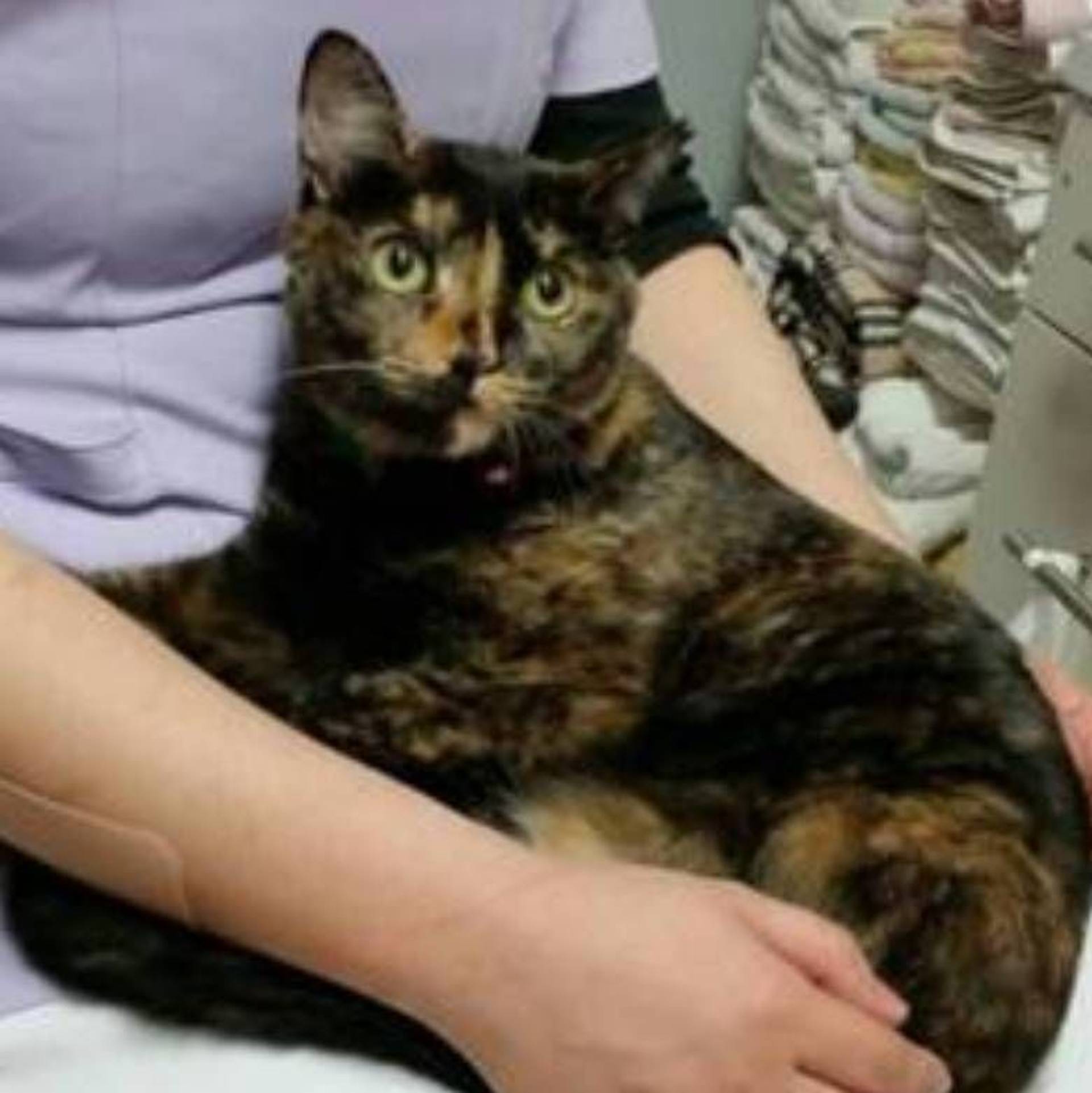雑種（ミックス猫）・メスの里親募集の写真