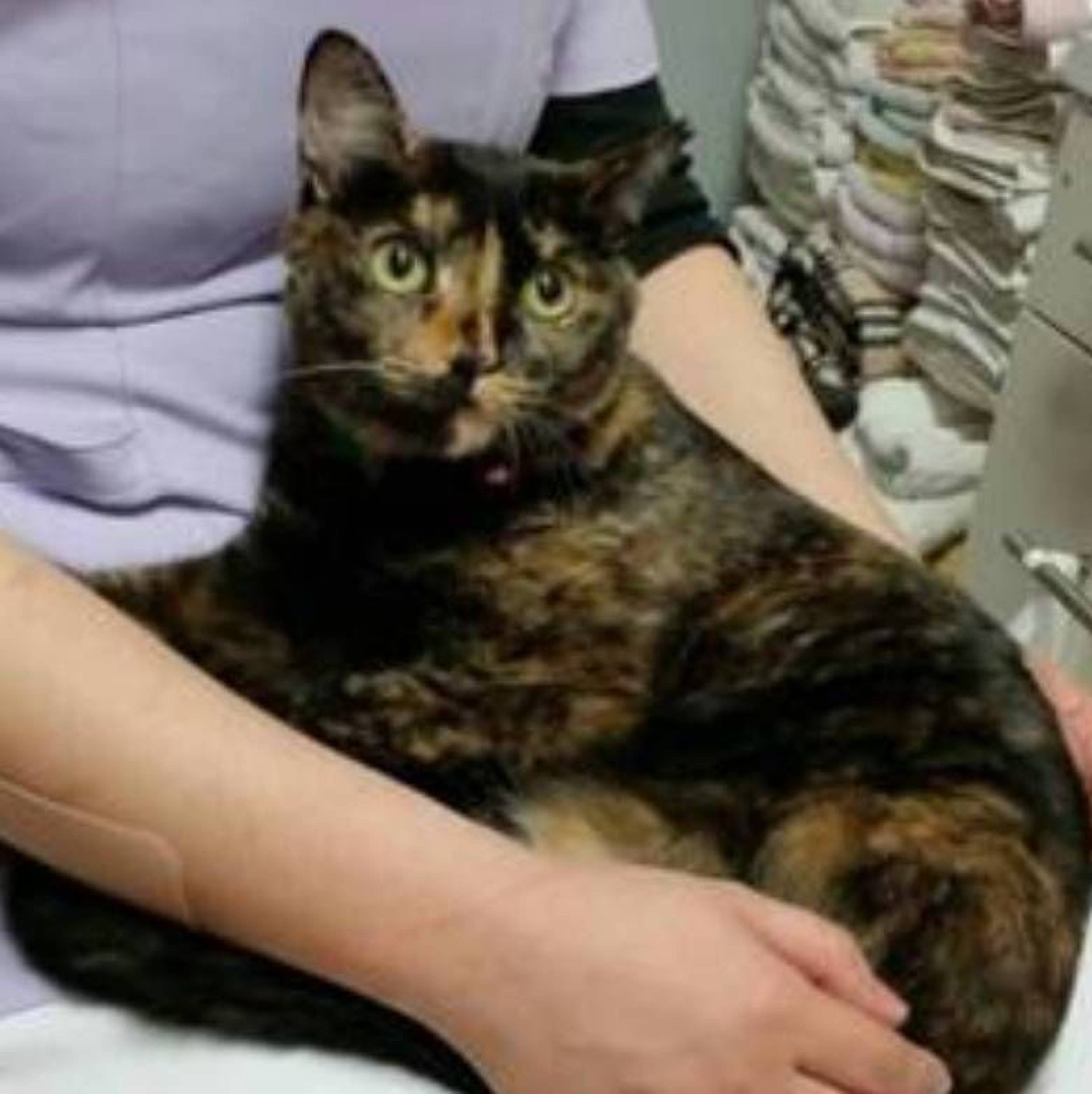 雑種（ミックス猫）・メスの里親募集の写真