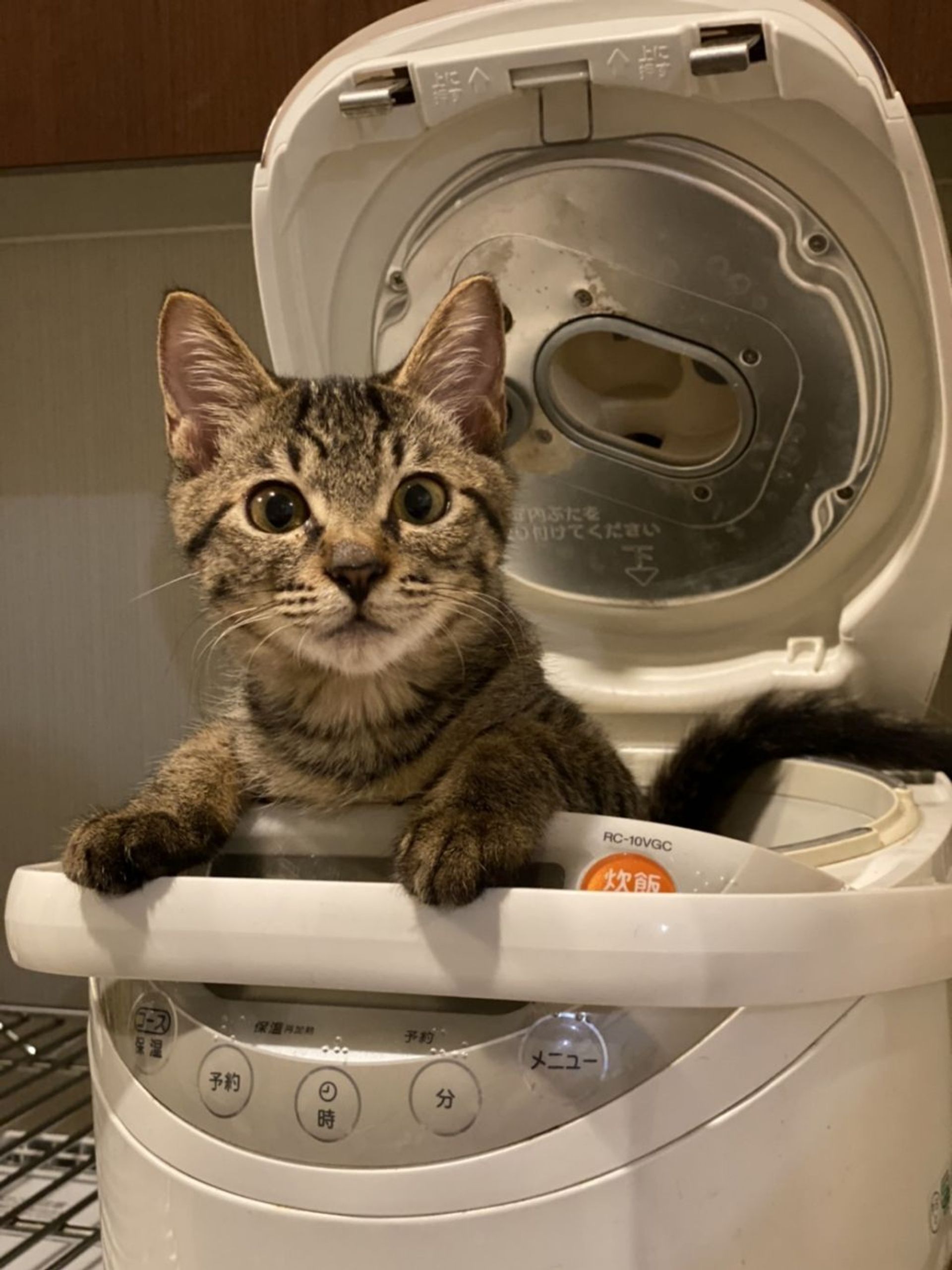 雑種（ミックス猫）・オスの里親募集の写真