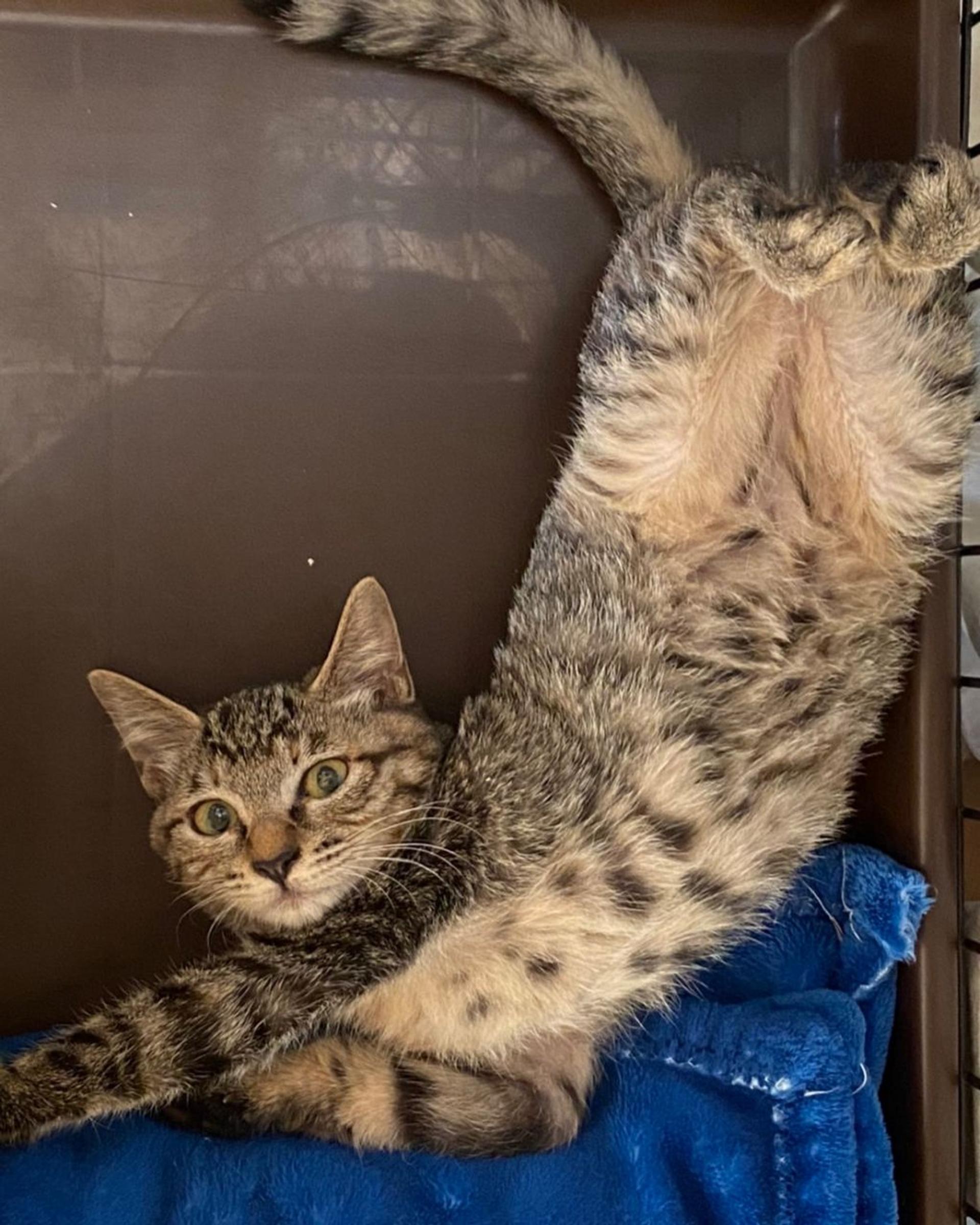 pet-image-9