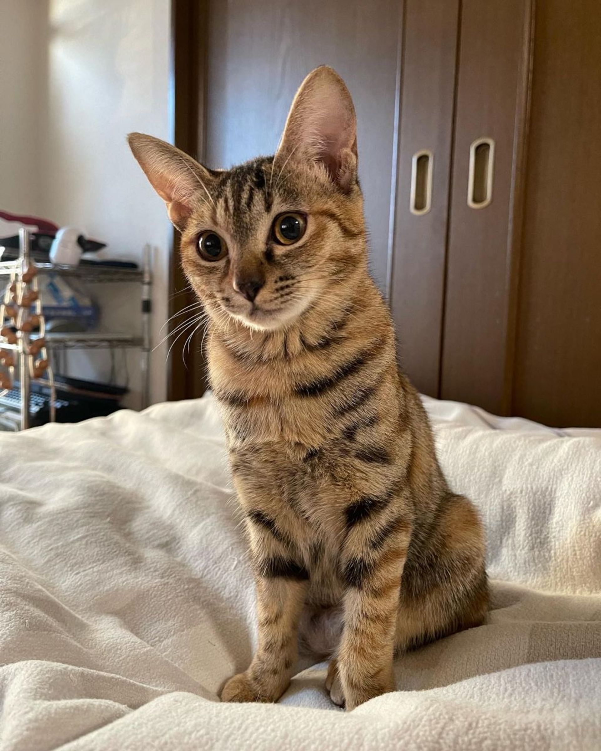 雑種（ミックス猫）・メスの里親募集の写真