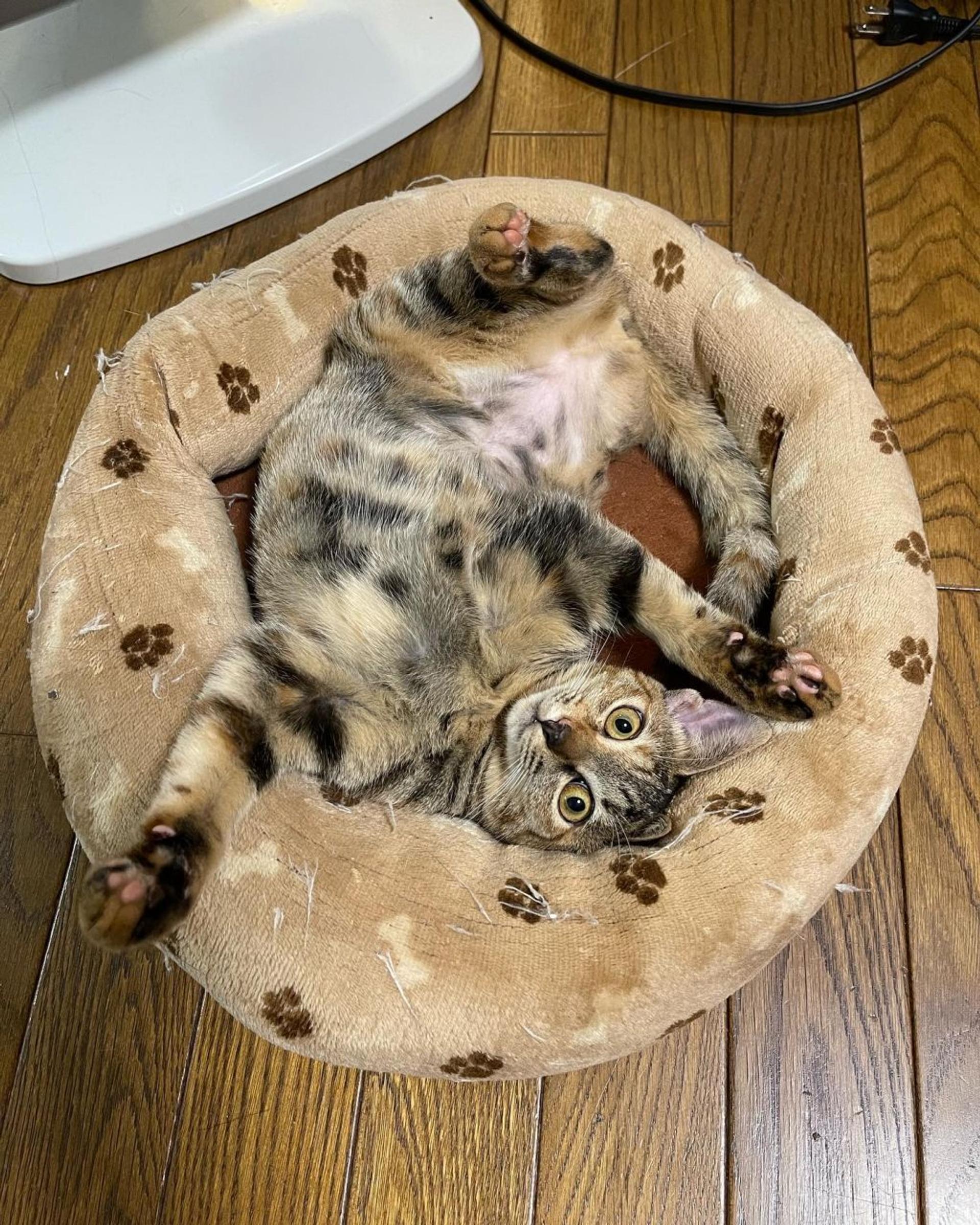 pet-image-2