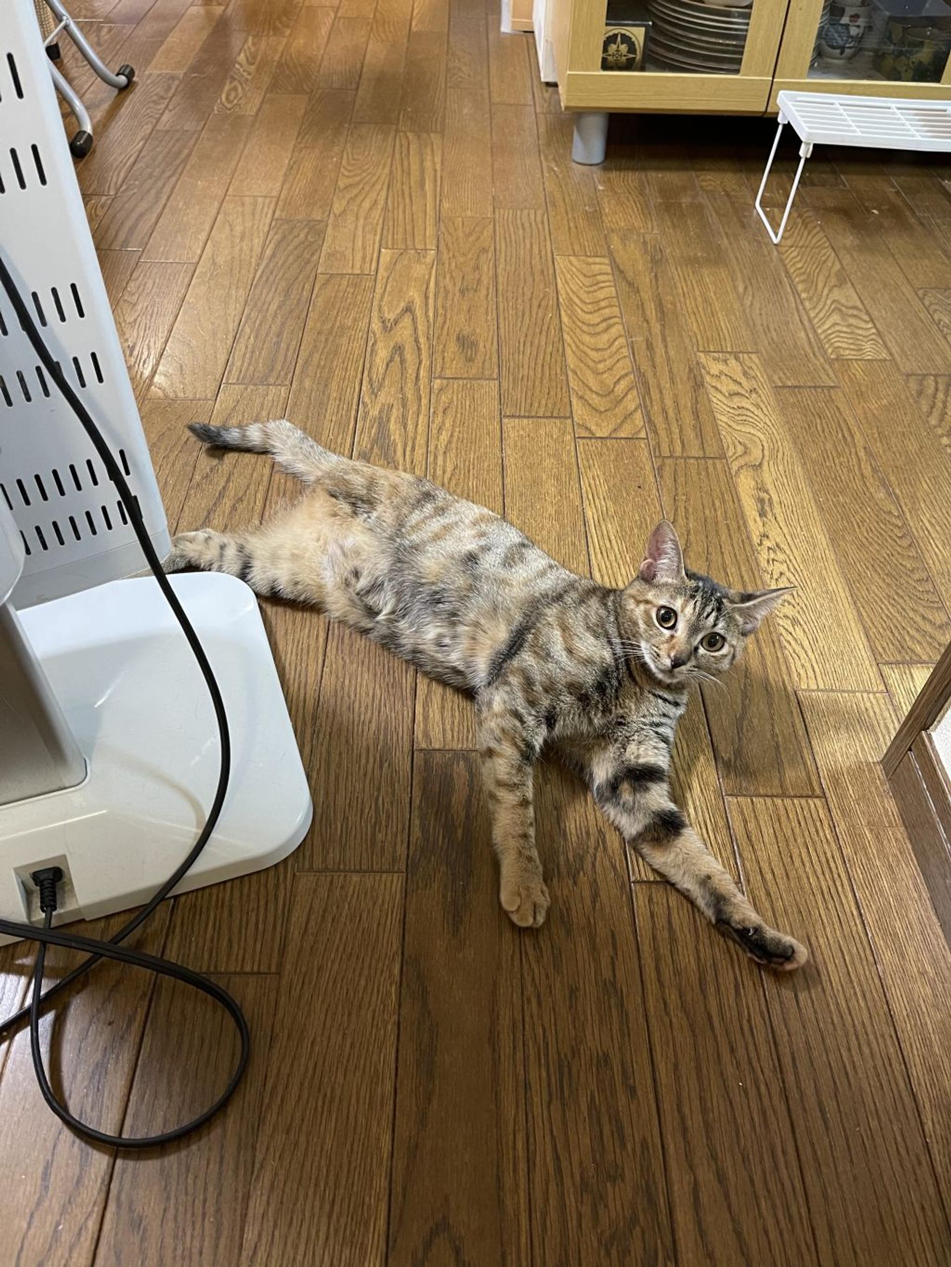 pet-image-3