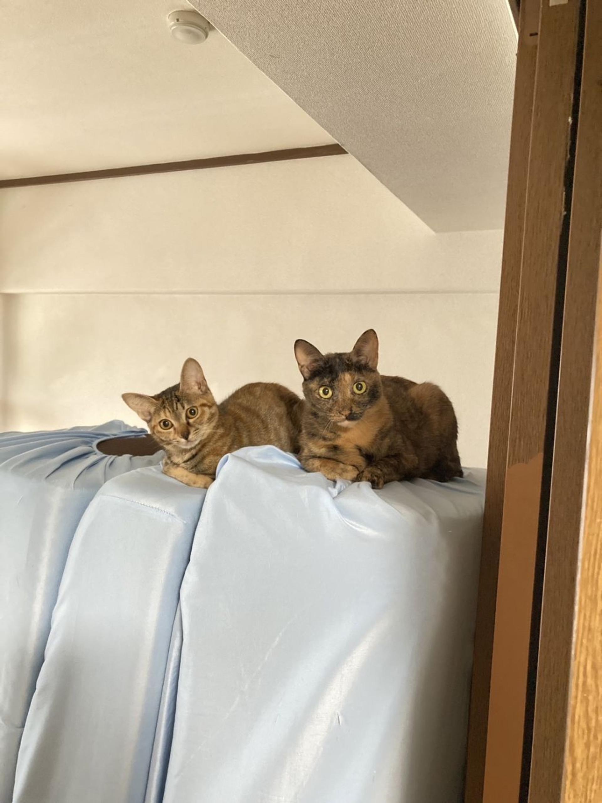 pet-image-7