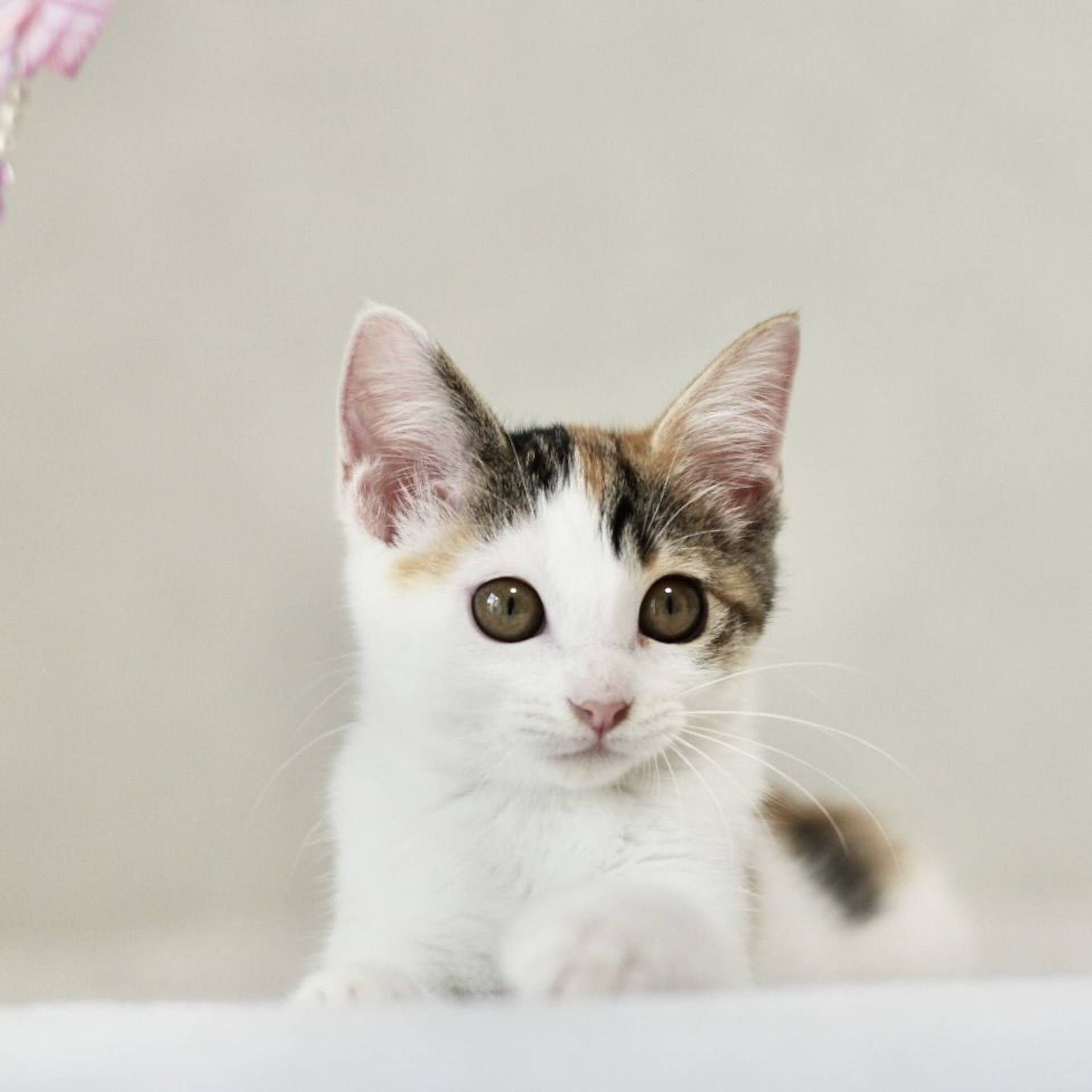 雑種（ミックス猫）・メスの里親募集の写真