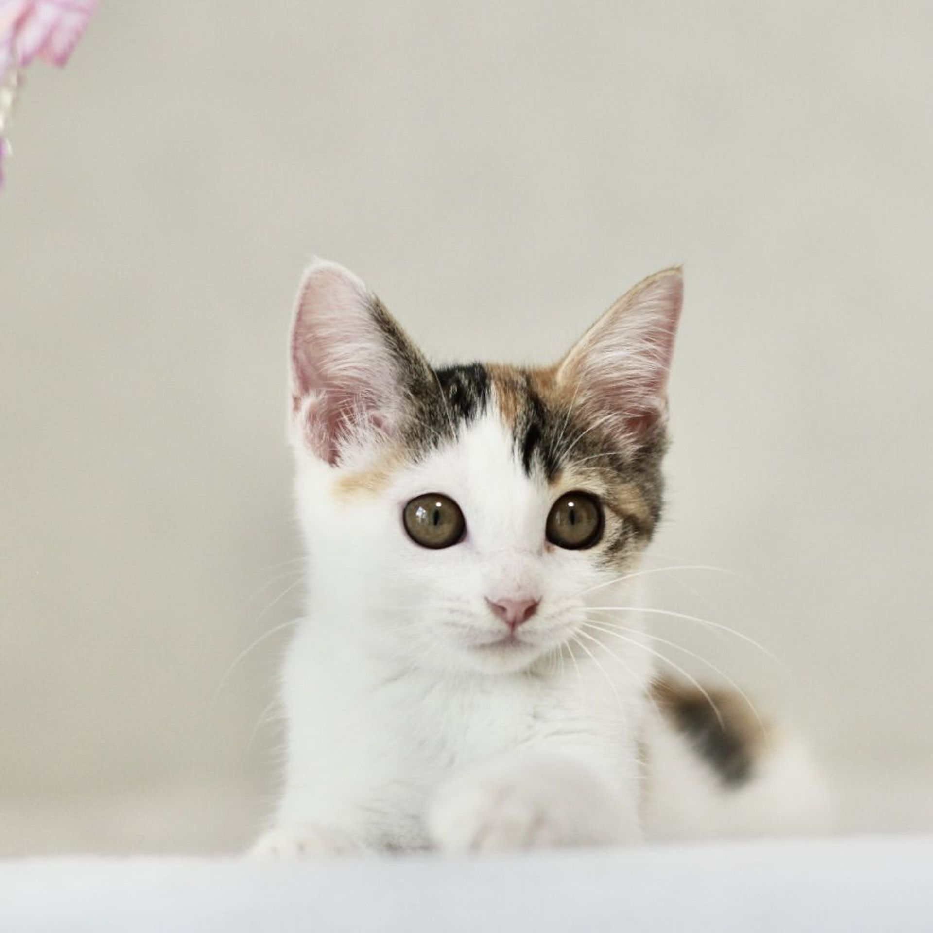 雑種（ミックス猫）・メスの里親募集の写真