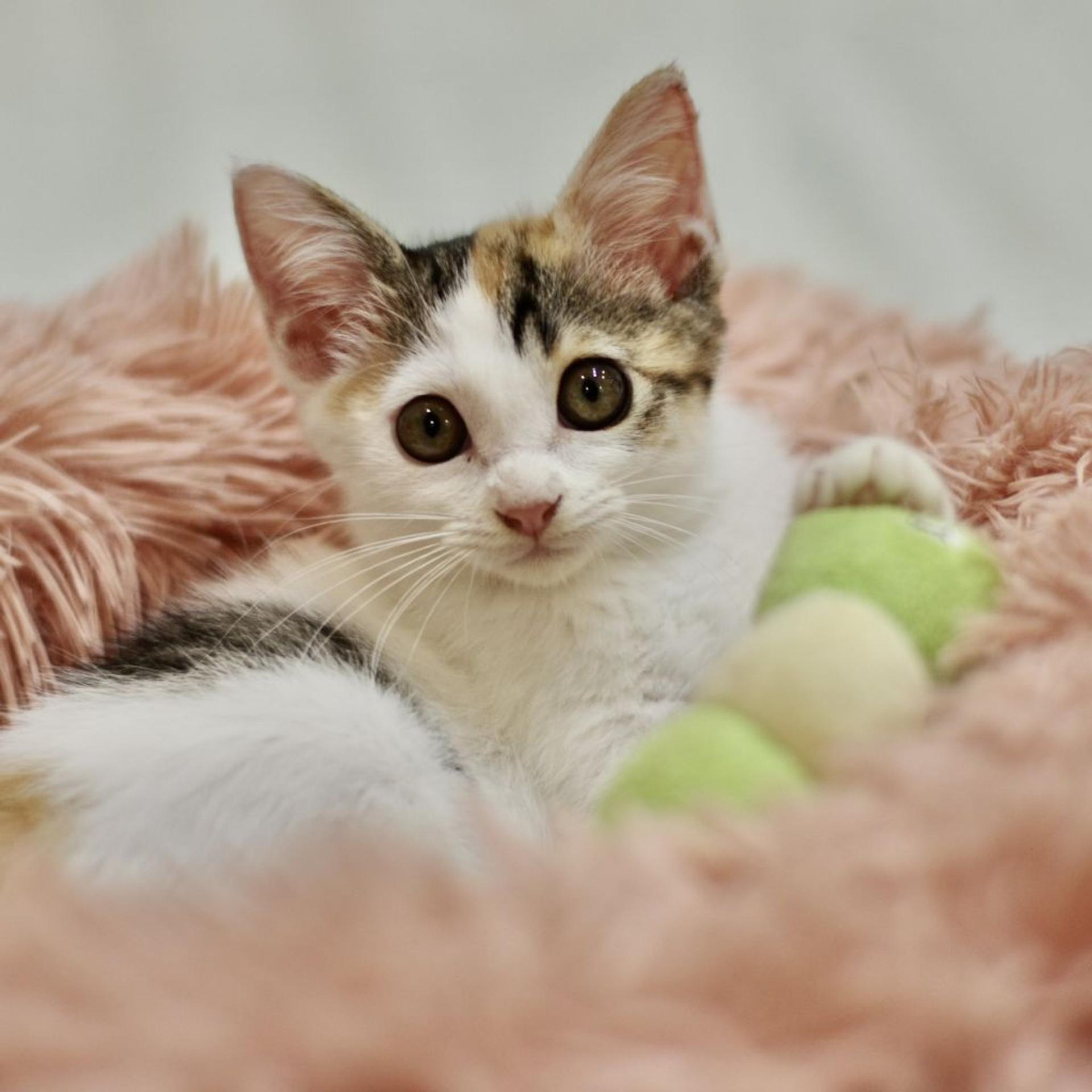 pet-image-2