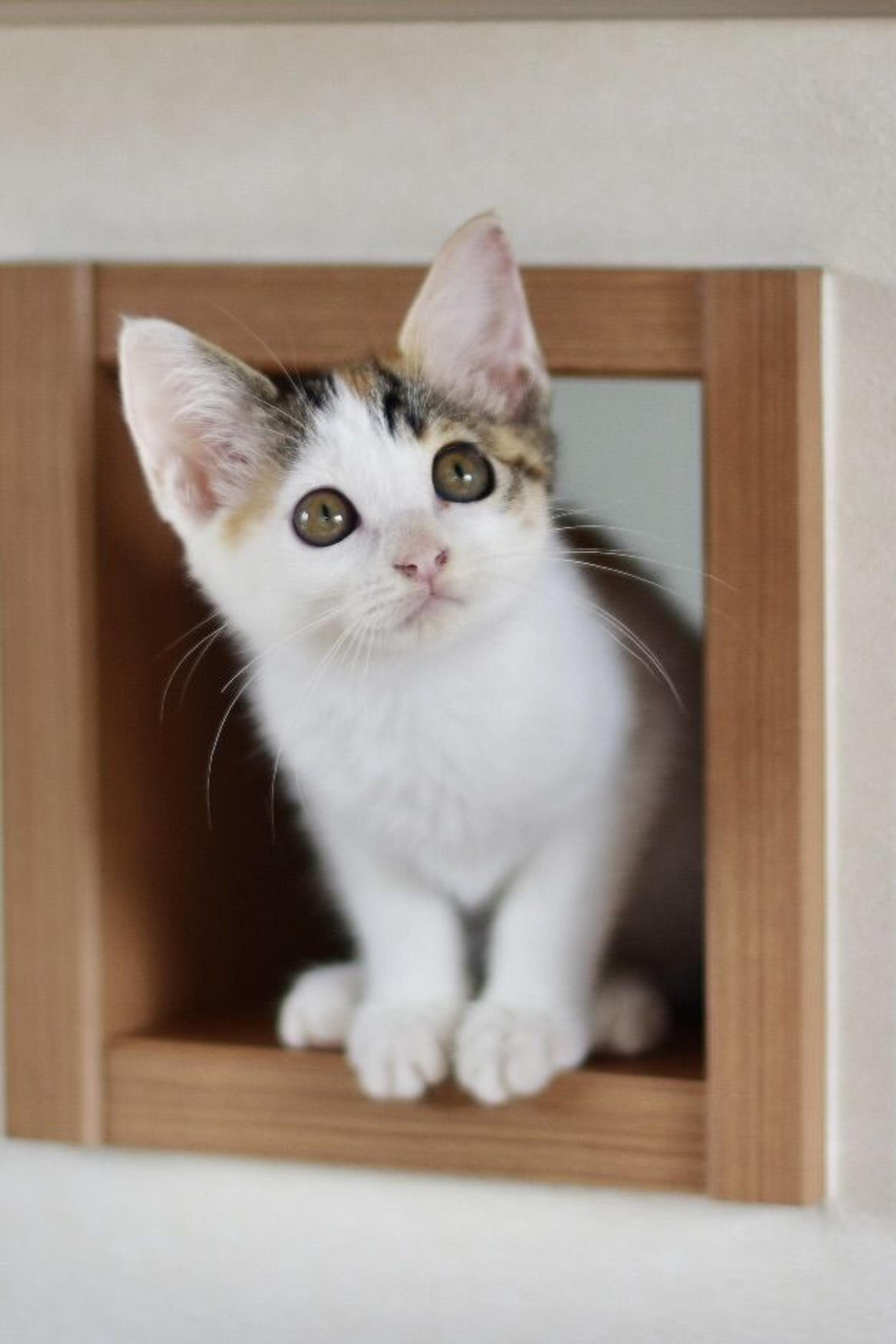 pet-image-3