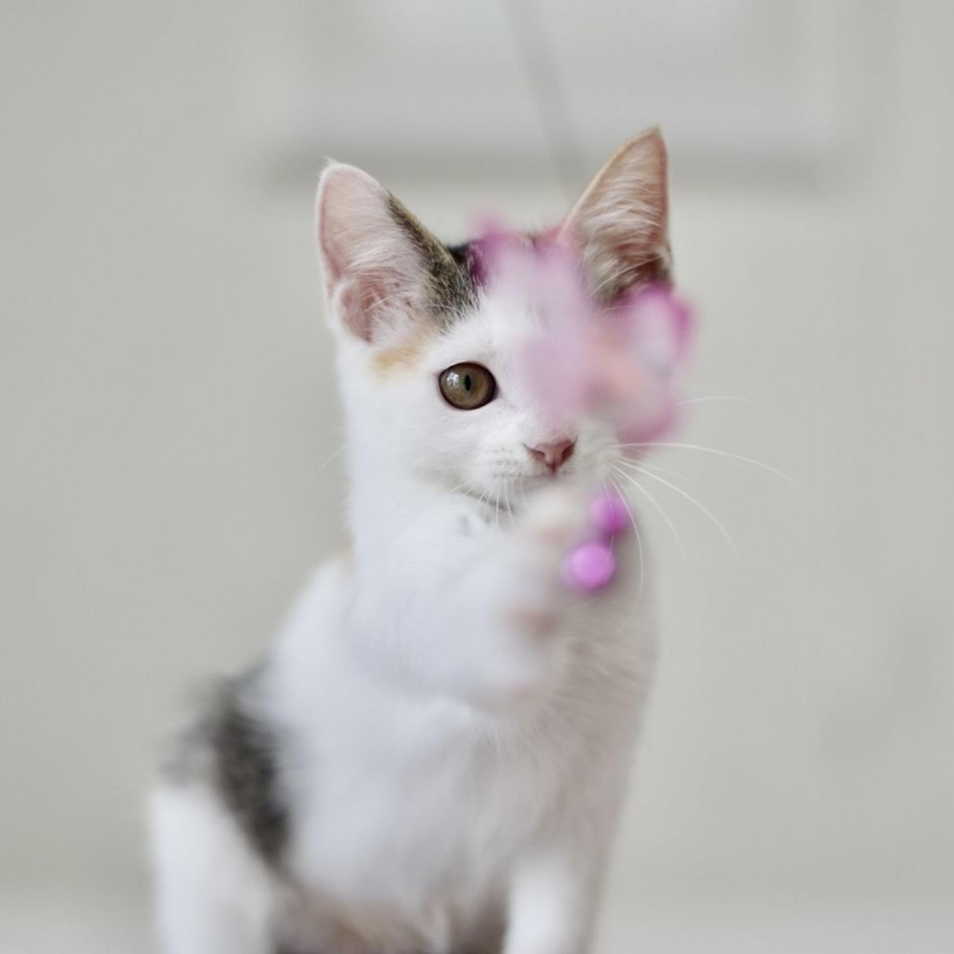 pet-image-5