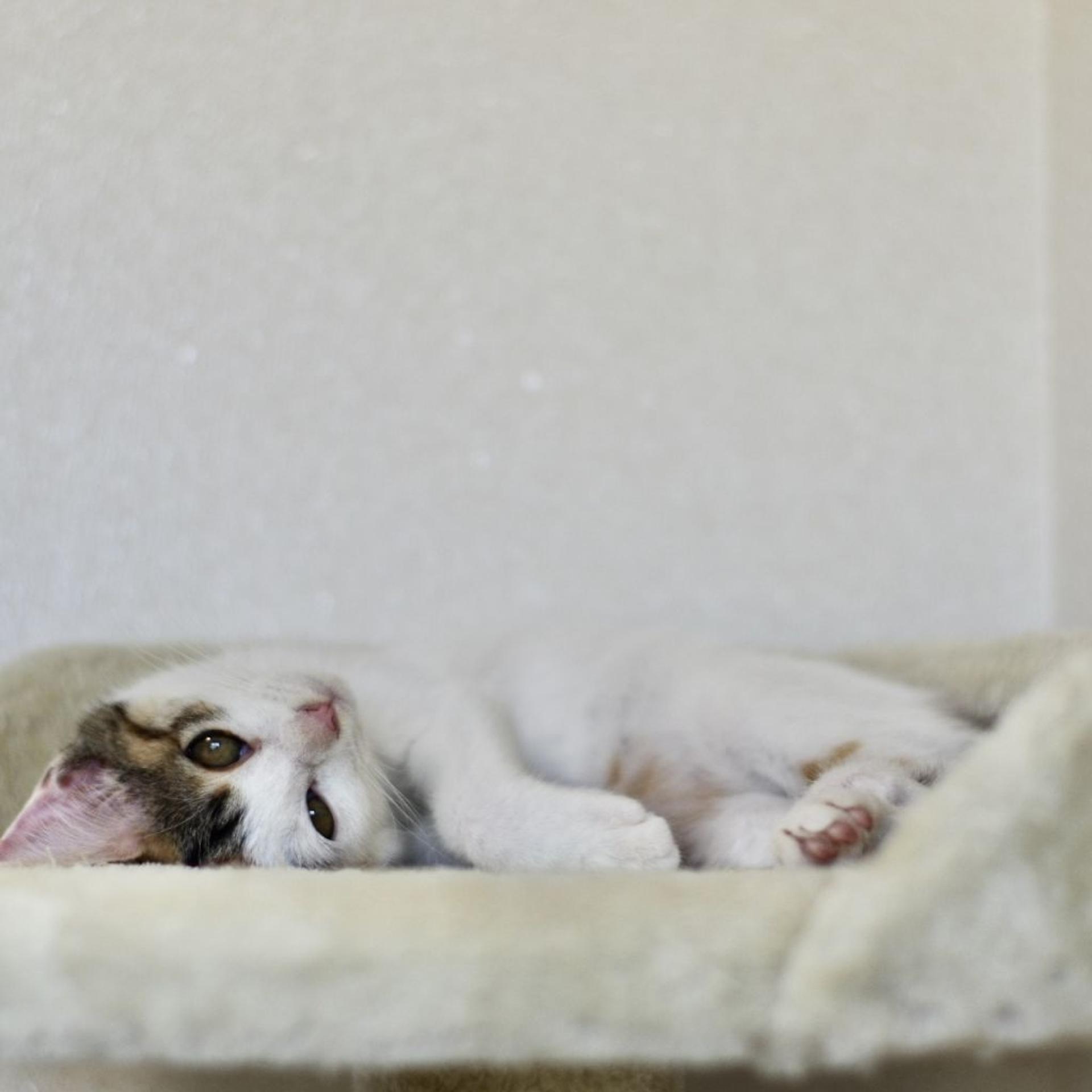 pet-image-6