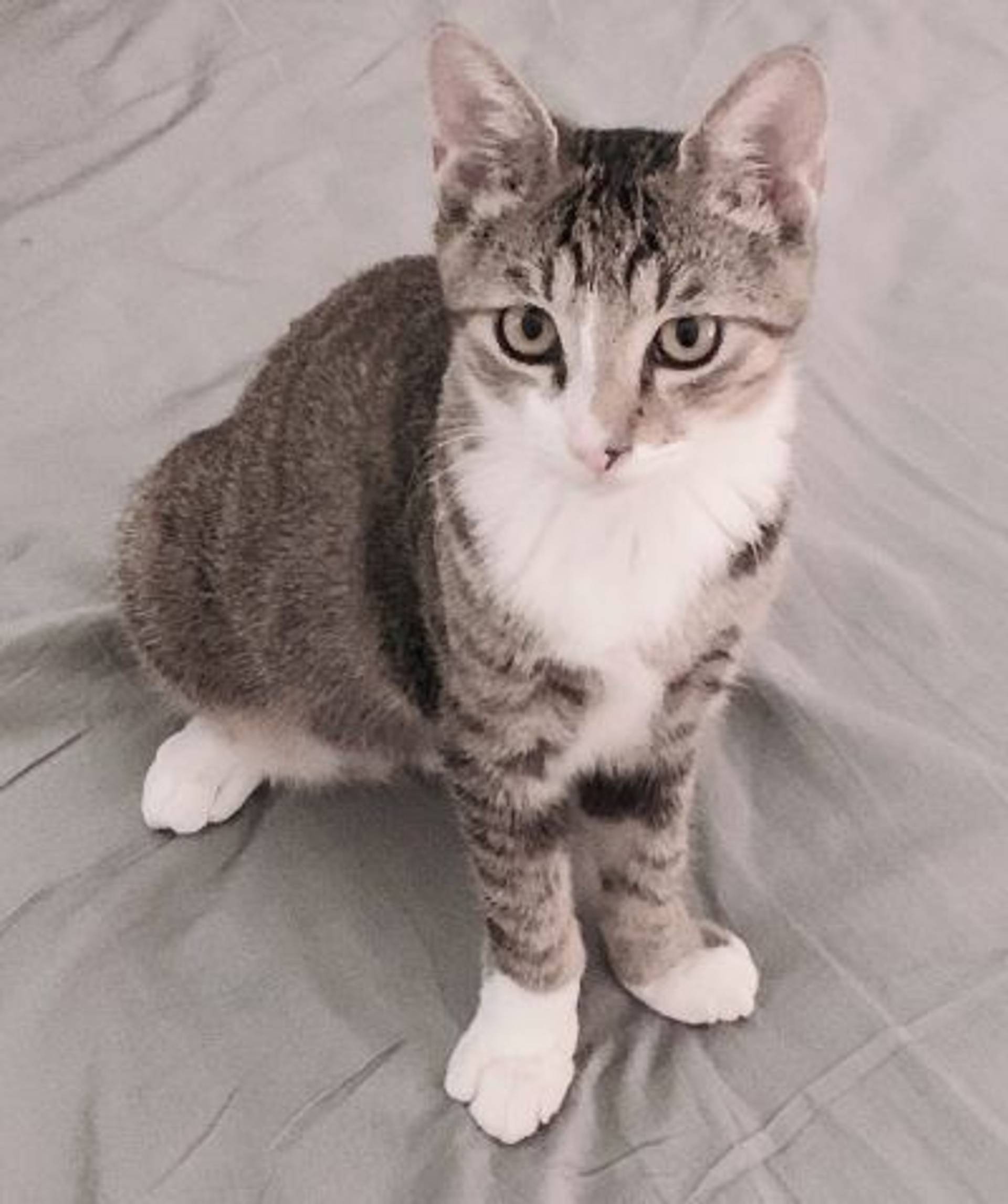 雑種（ミックス猫）・オスの里親募集の写真