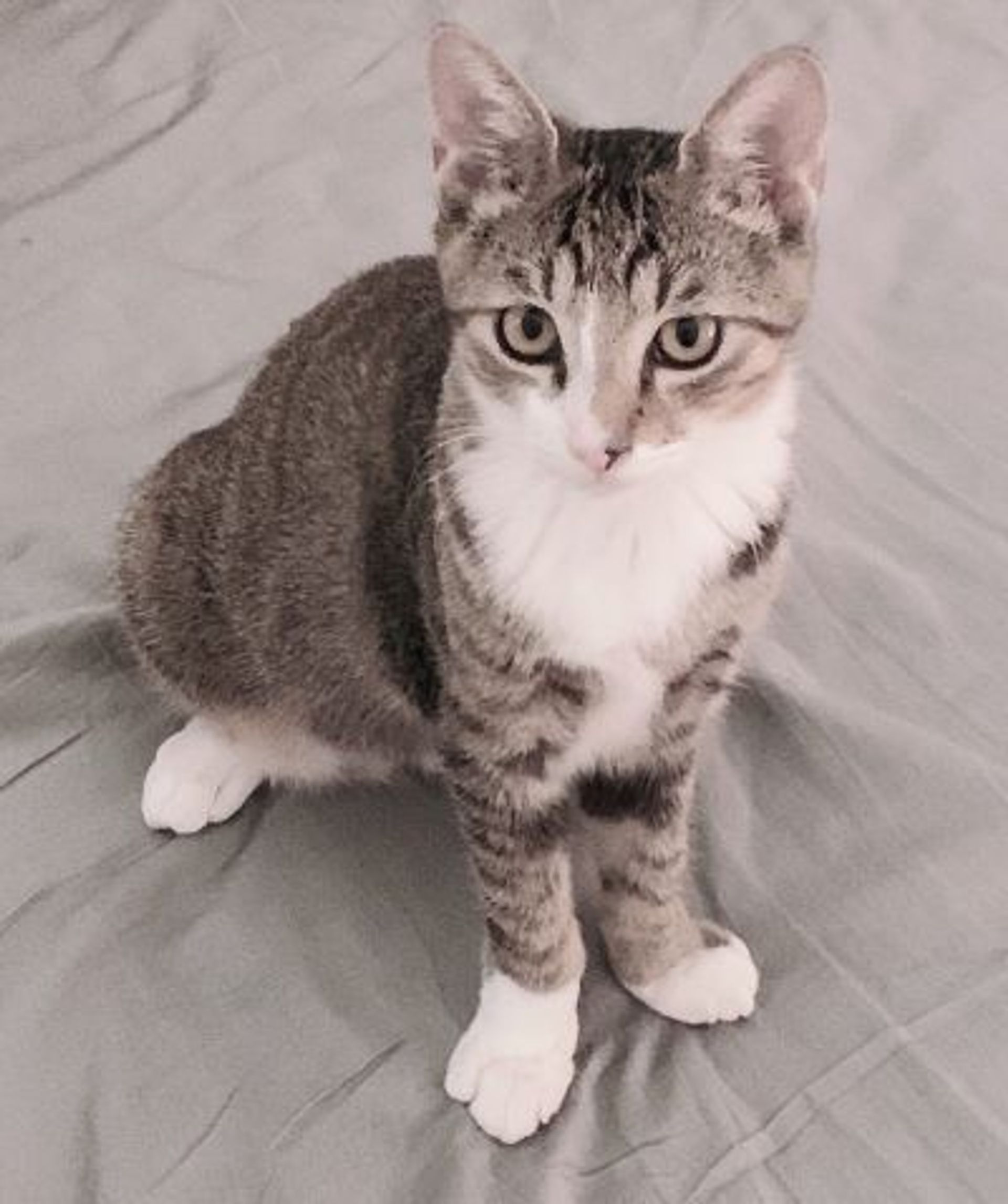 雑種（ミックス猫）・オスの里親募集の写真