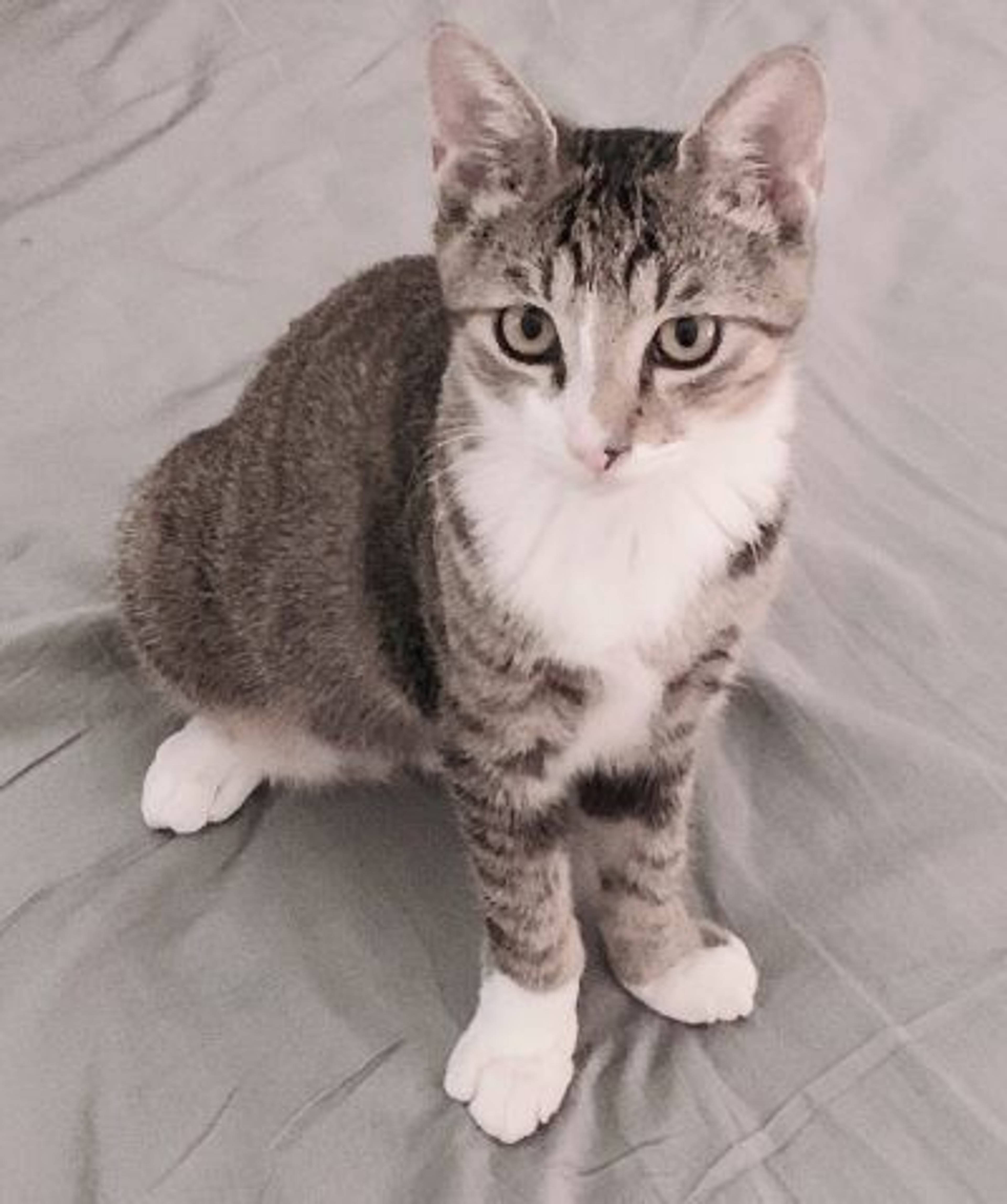 雑種（ミックス猫）・オスの里親募集の写真