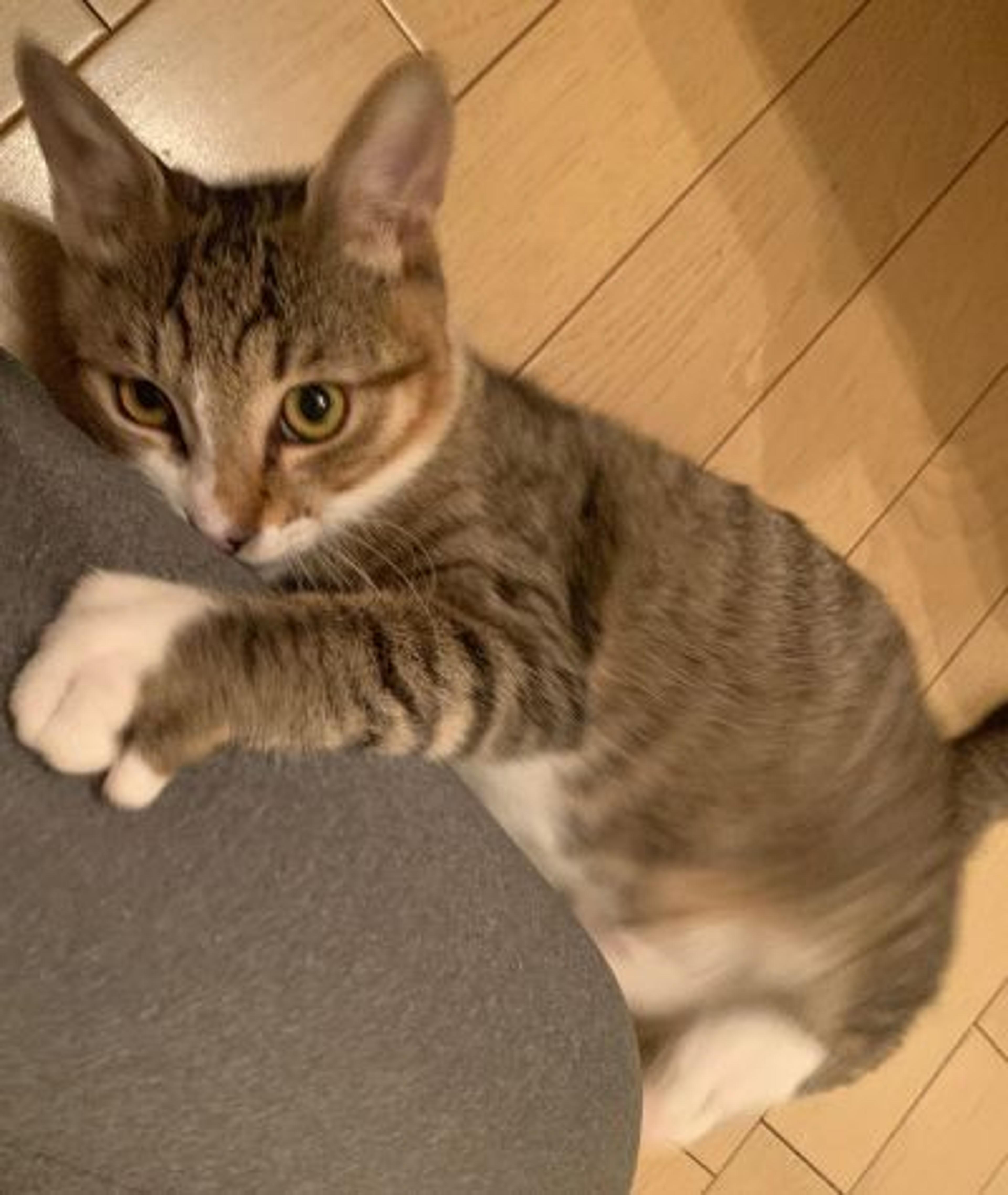 pet-image-2