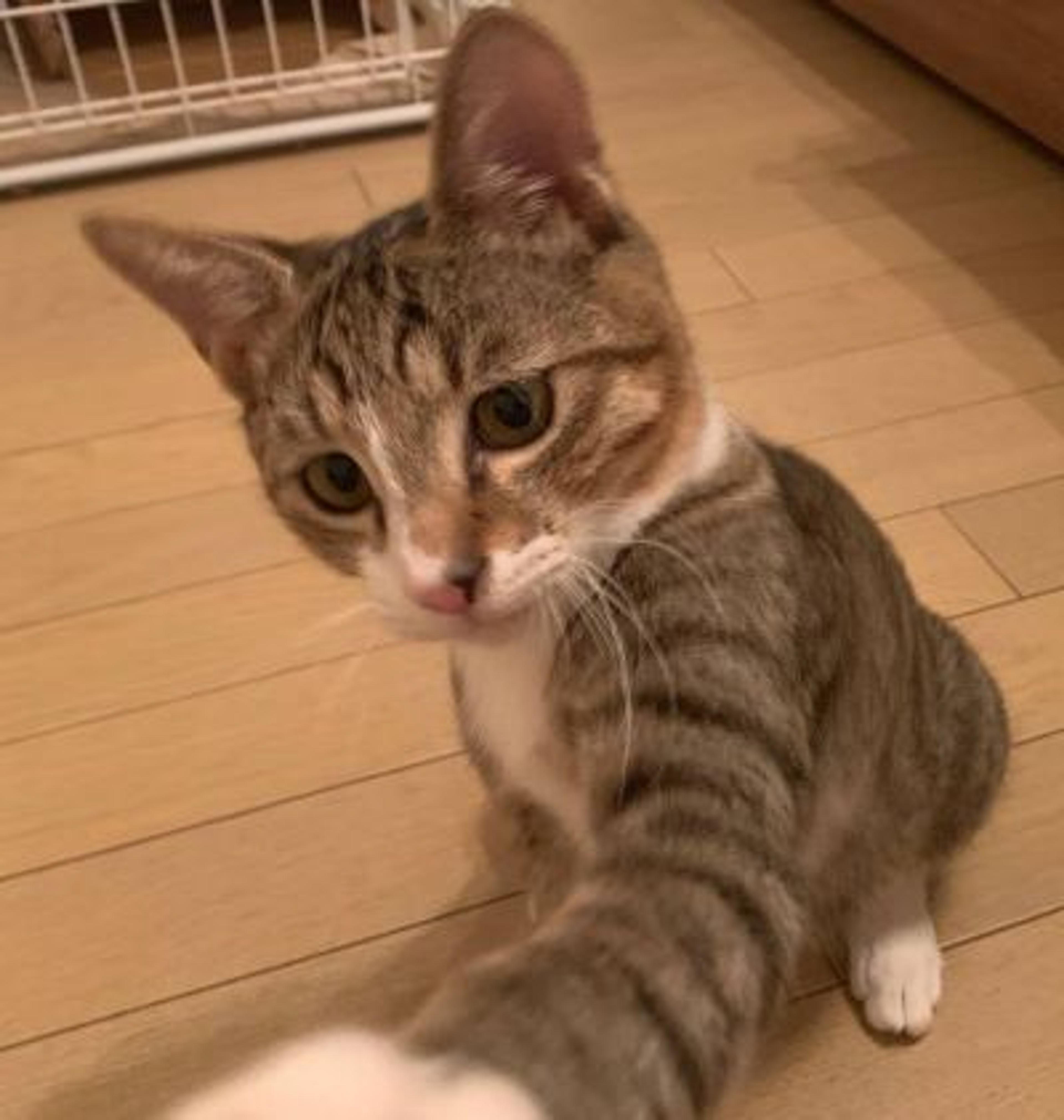 pet-image-3