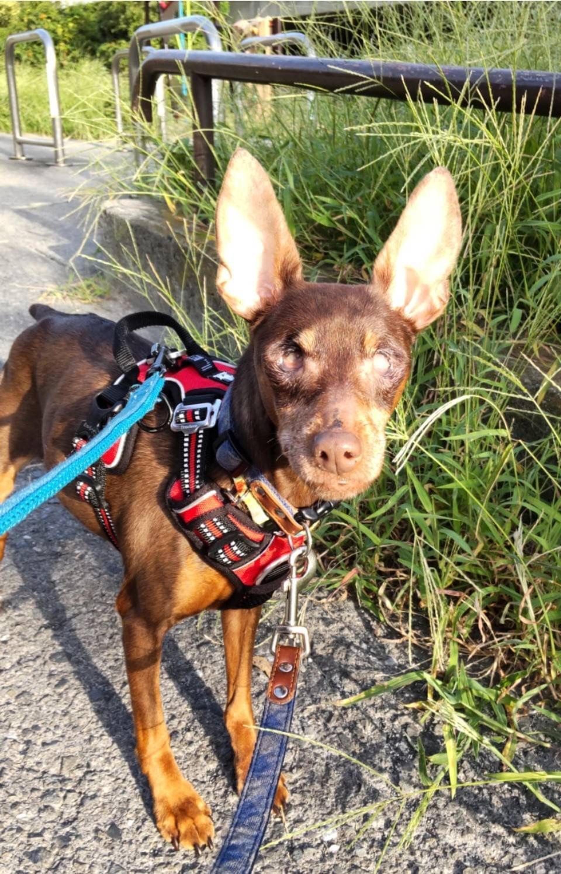 pet-image-2