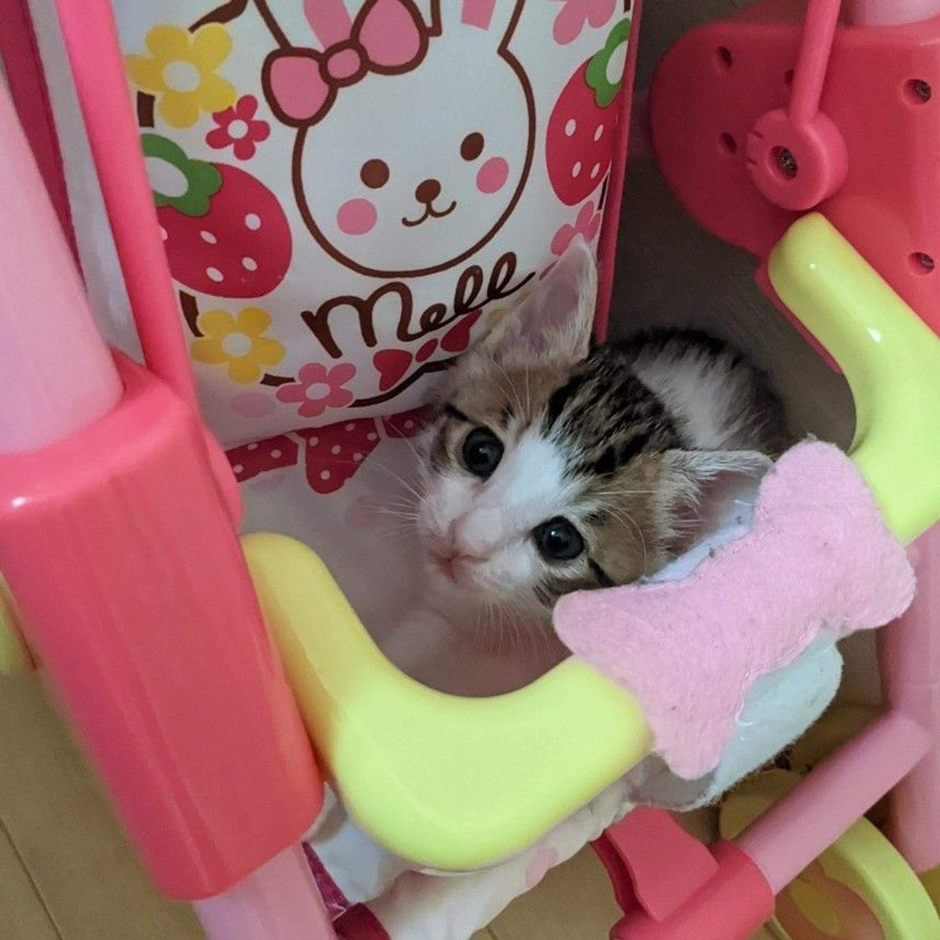 pet-image-7