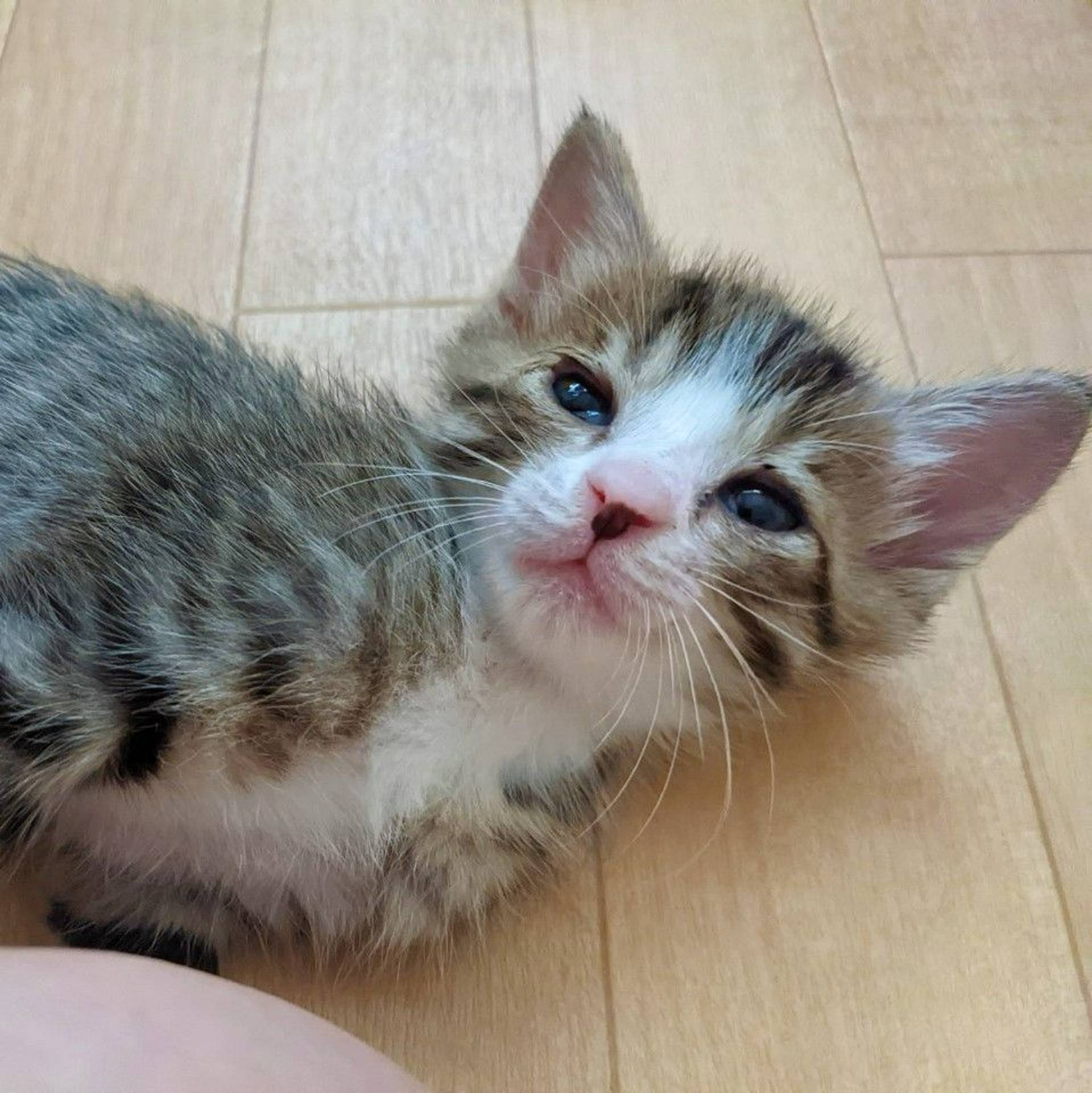雑種（ミックス猫）・メスの里親募集の写真