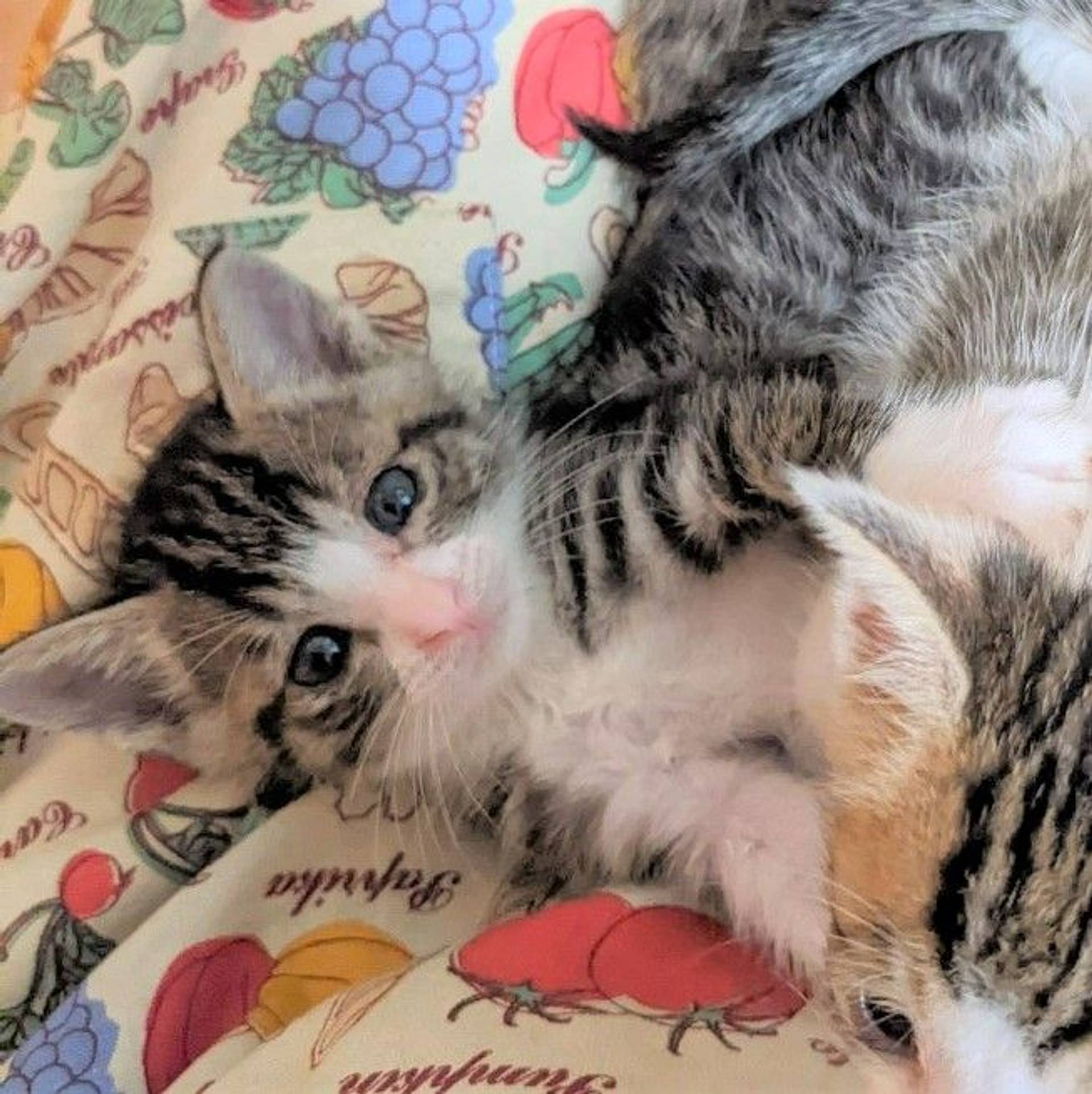 雑種（ミックス猫）・オスの里親募集の写真