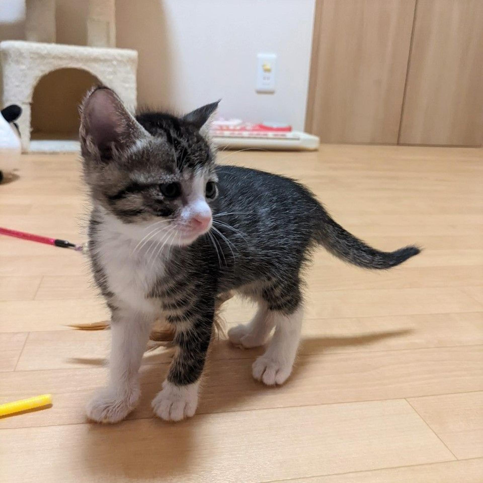 pet-image-2