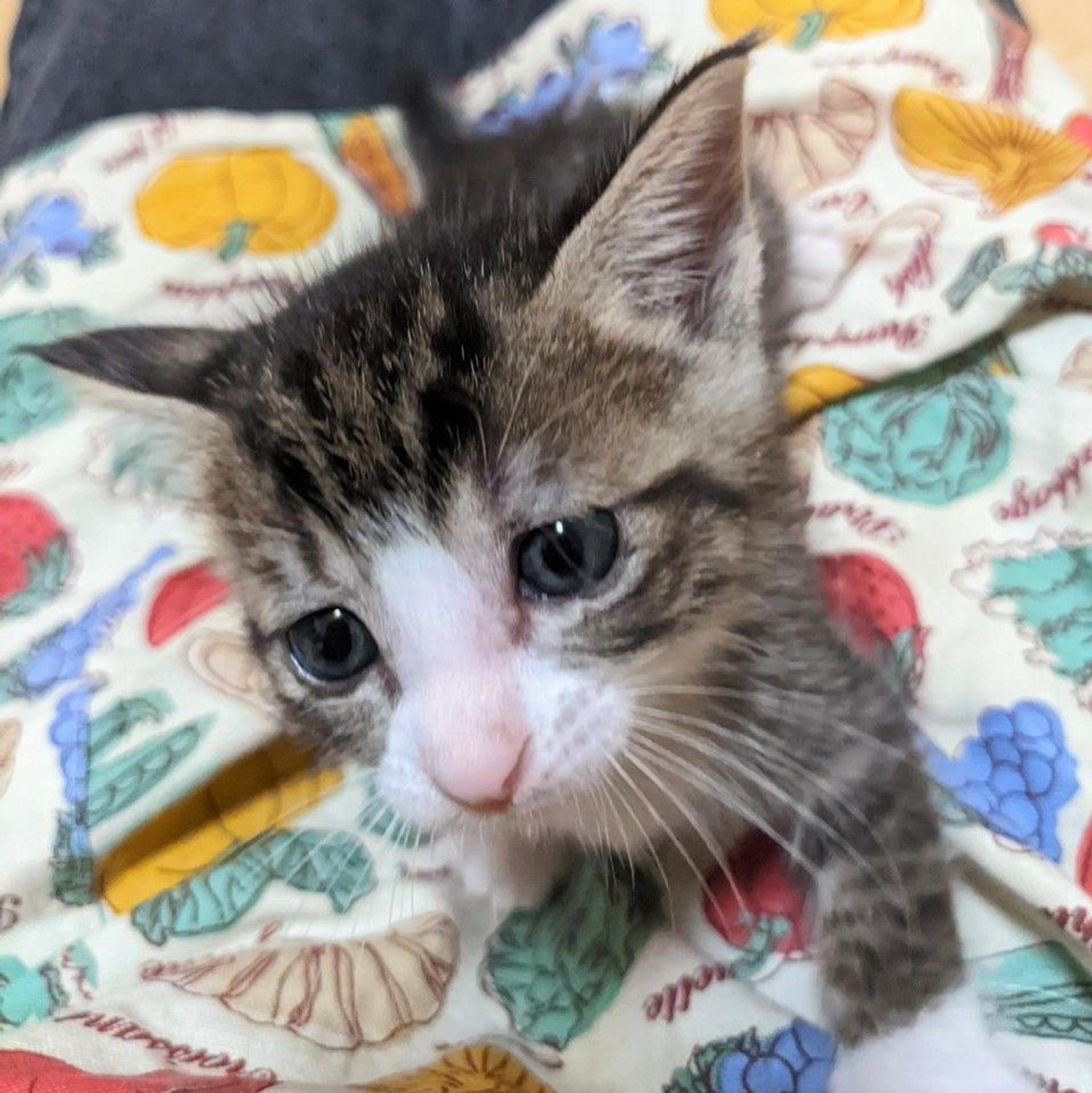pet-image-3