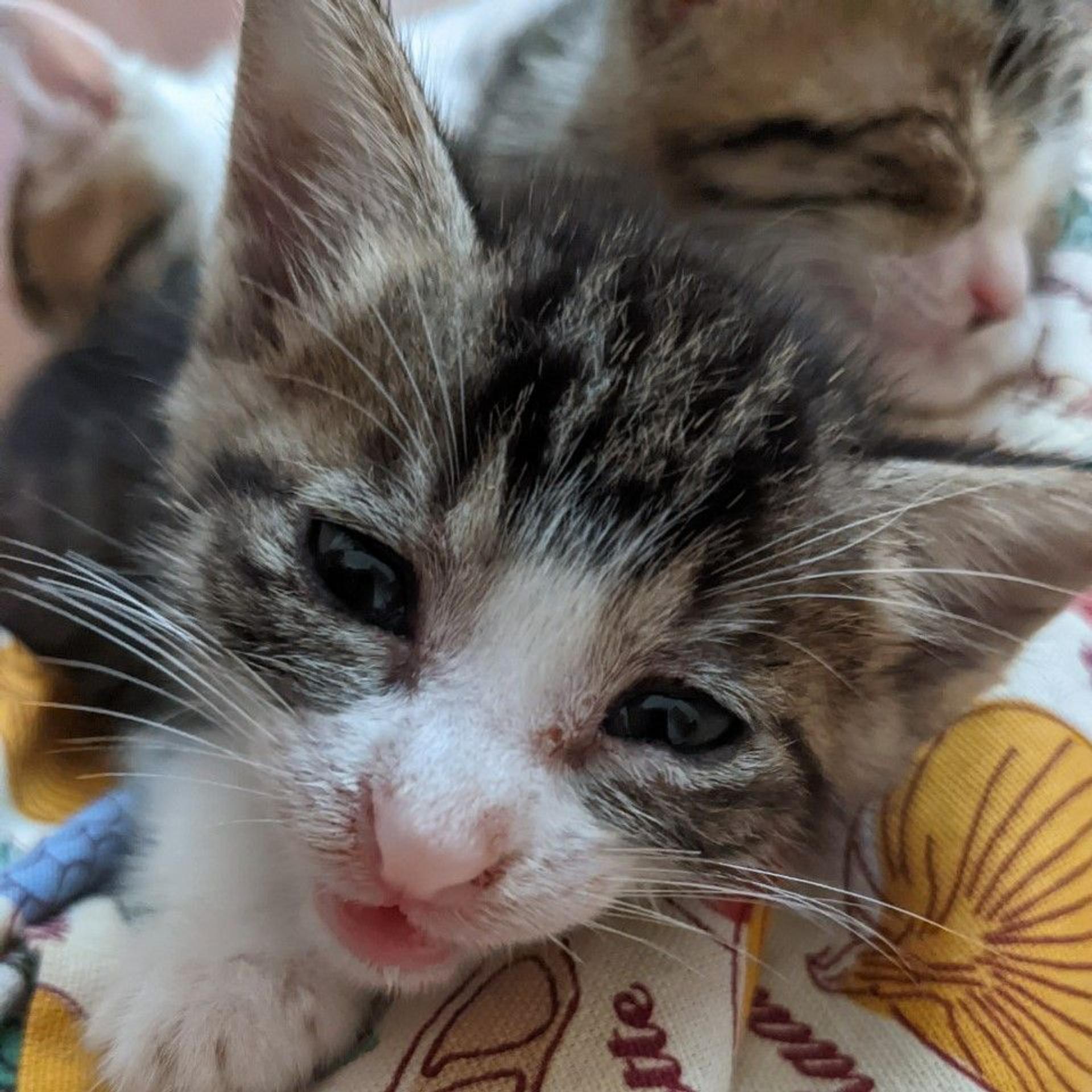 pet-image-9