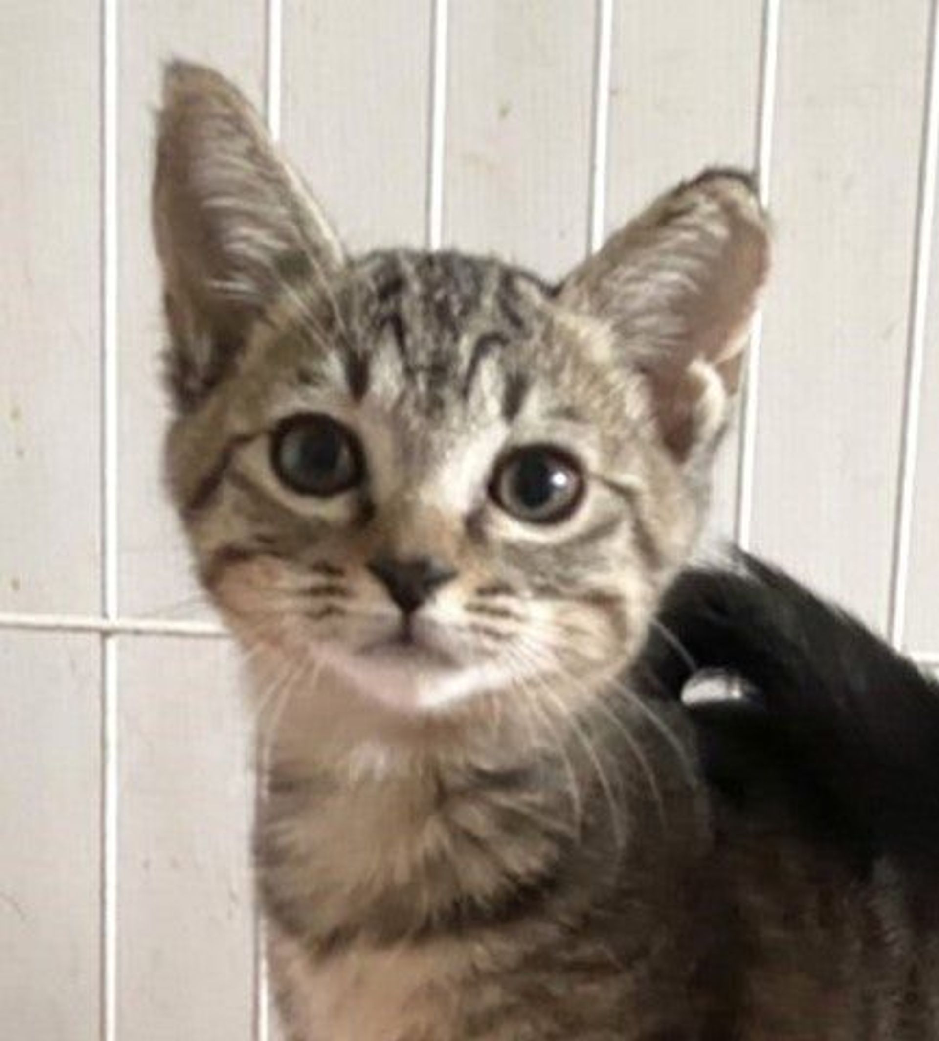 雑種（ミックス猫）・オスの里親募集の写真
