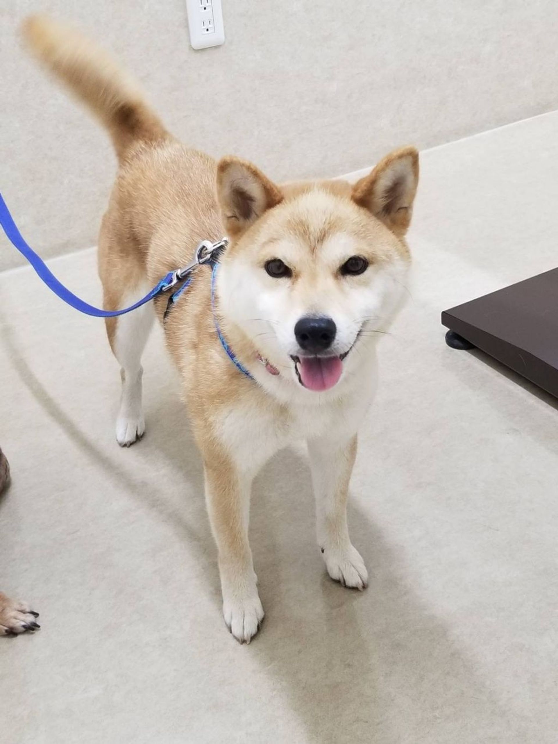 柴犬・メスの里親募集の写真