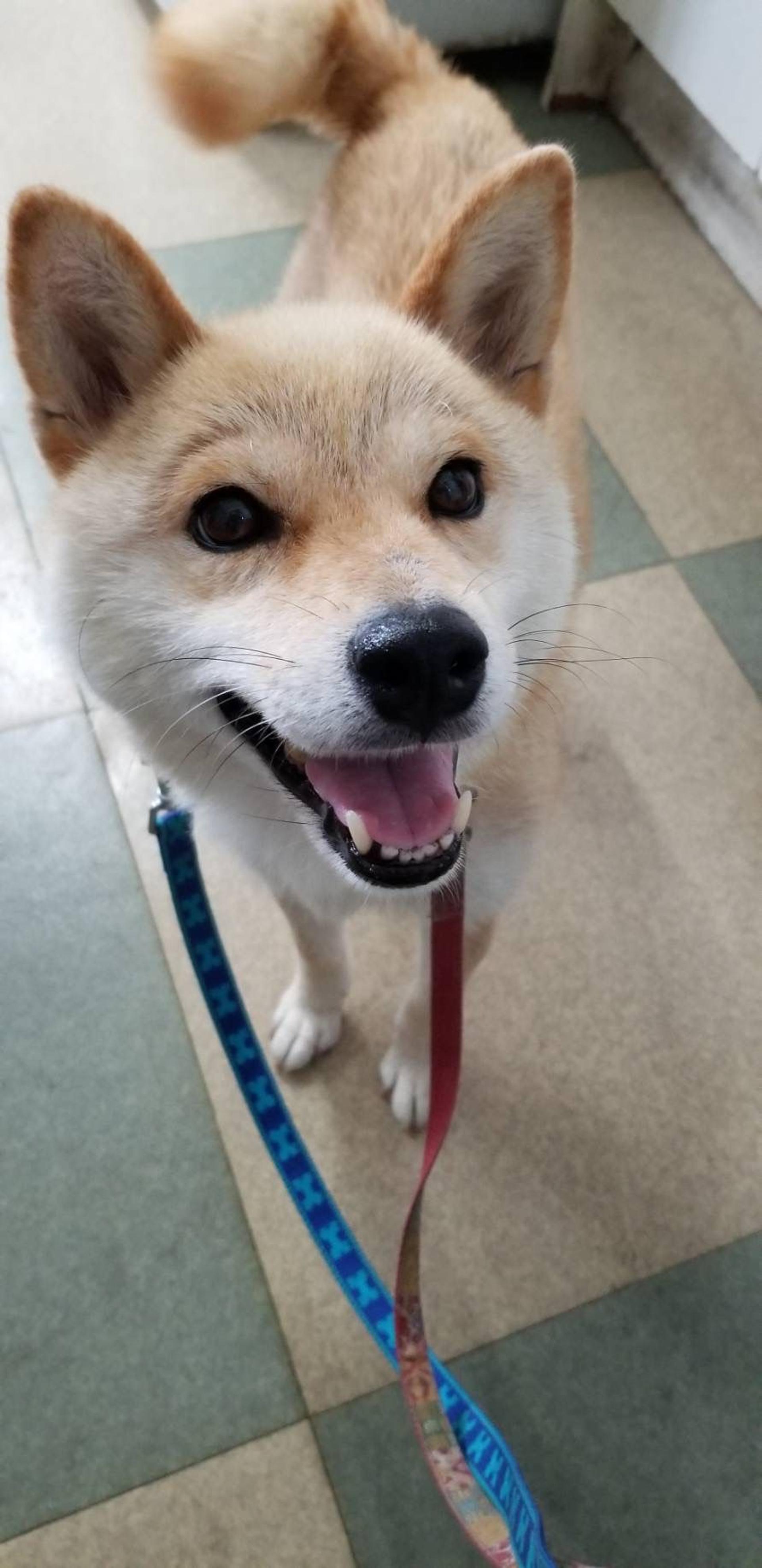 pet-image-2