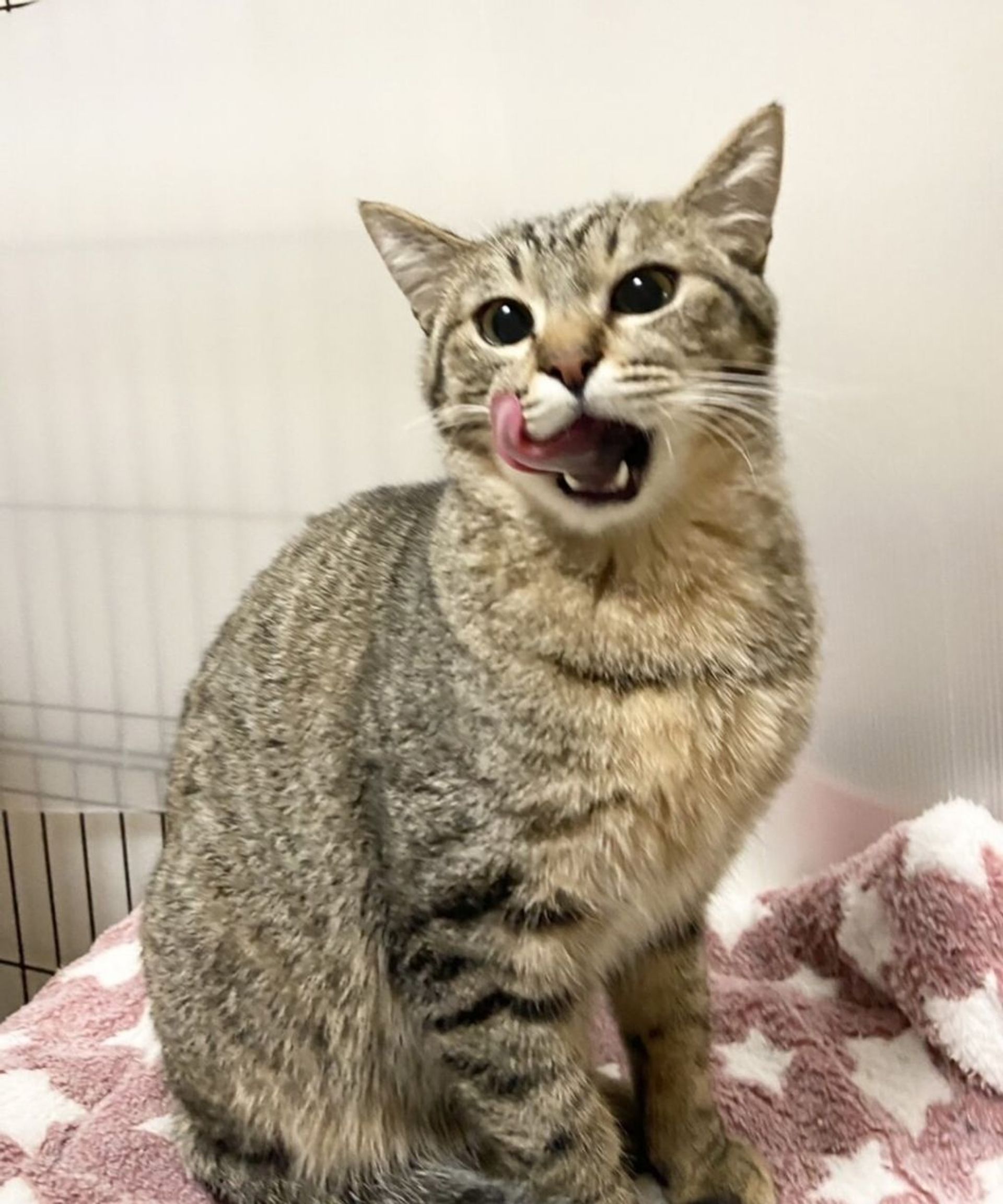 雑種（ミックス猫）・オスの里親募集の写真