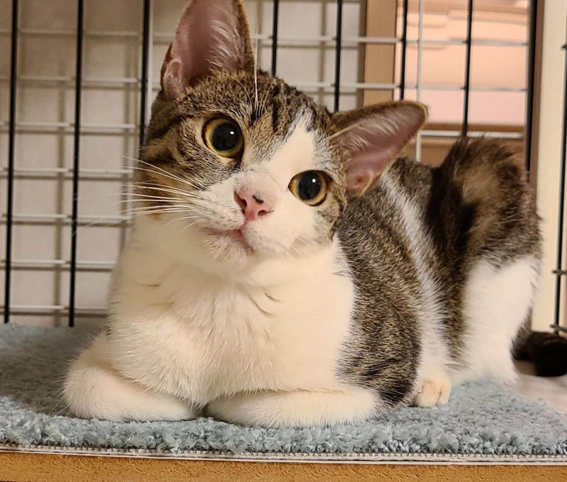 雑種（ミックス猫）・メスの里親募集の写真