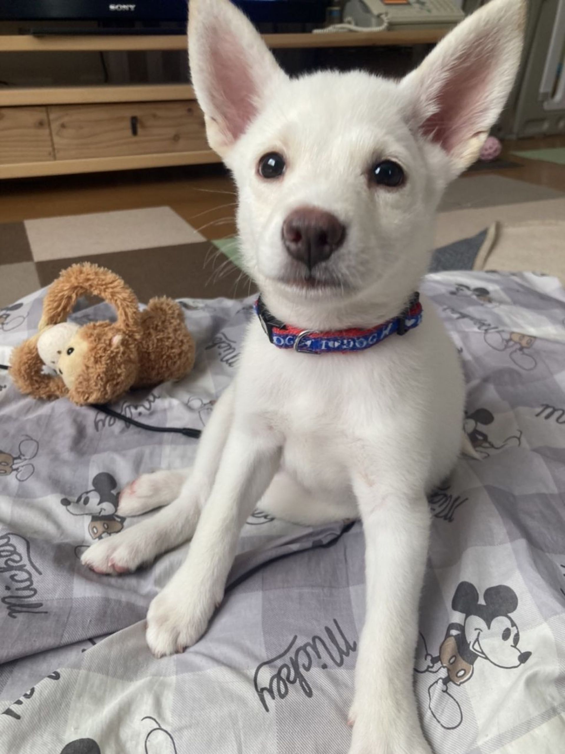 雑種（ミックス犬）・メスの里親募集の写真