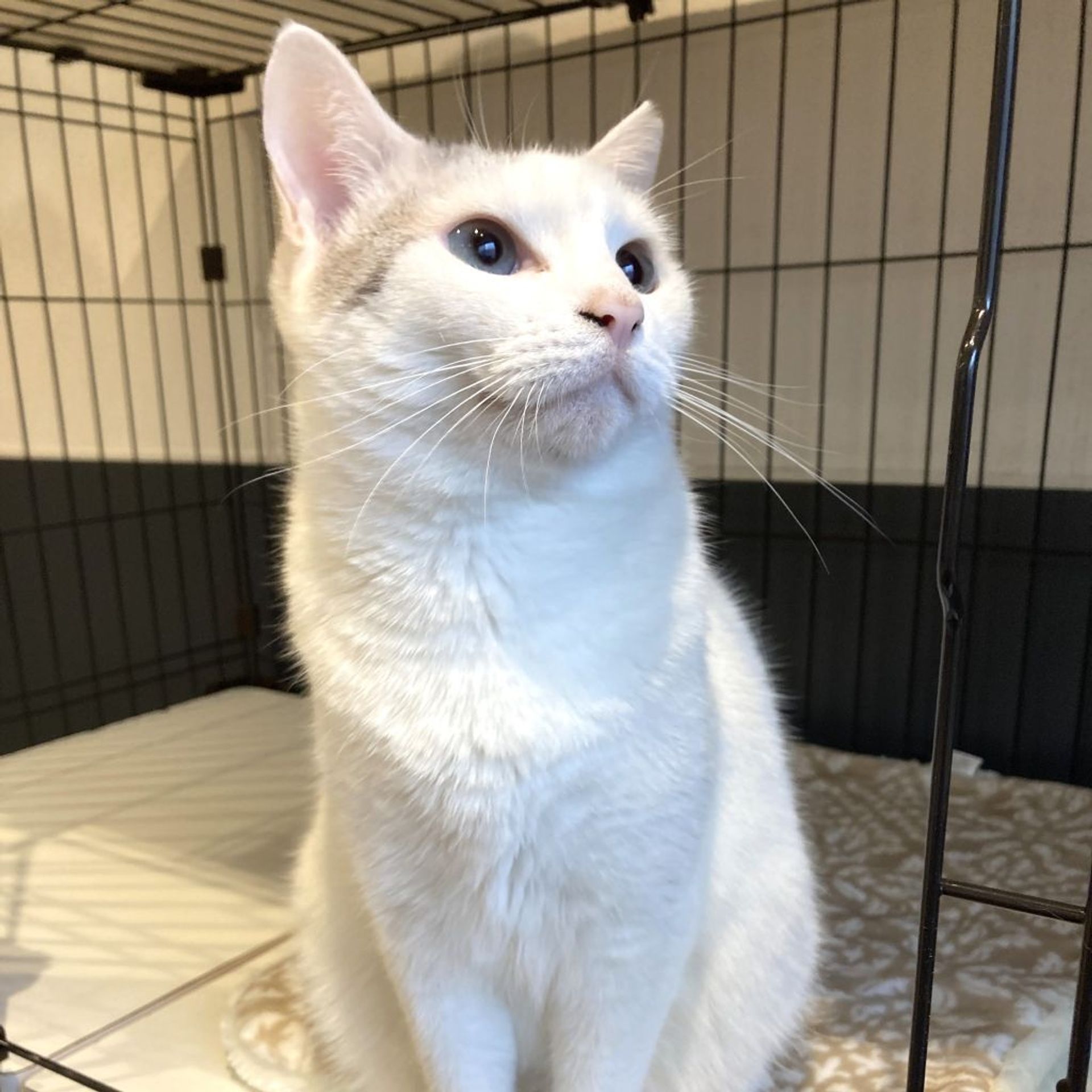 雑種（ミックス猫）・メスの里親募集の写真