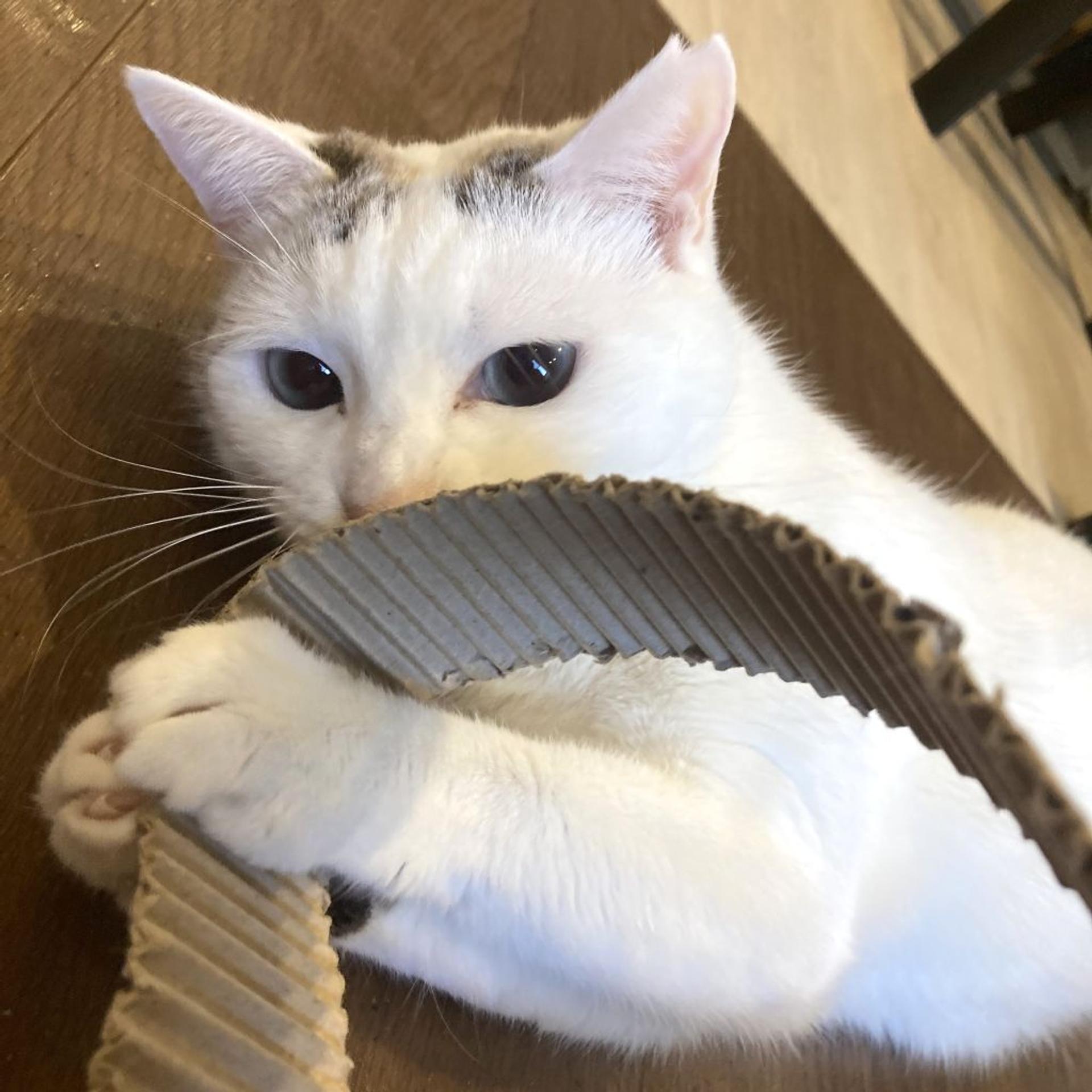 pet-image-2