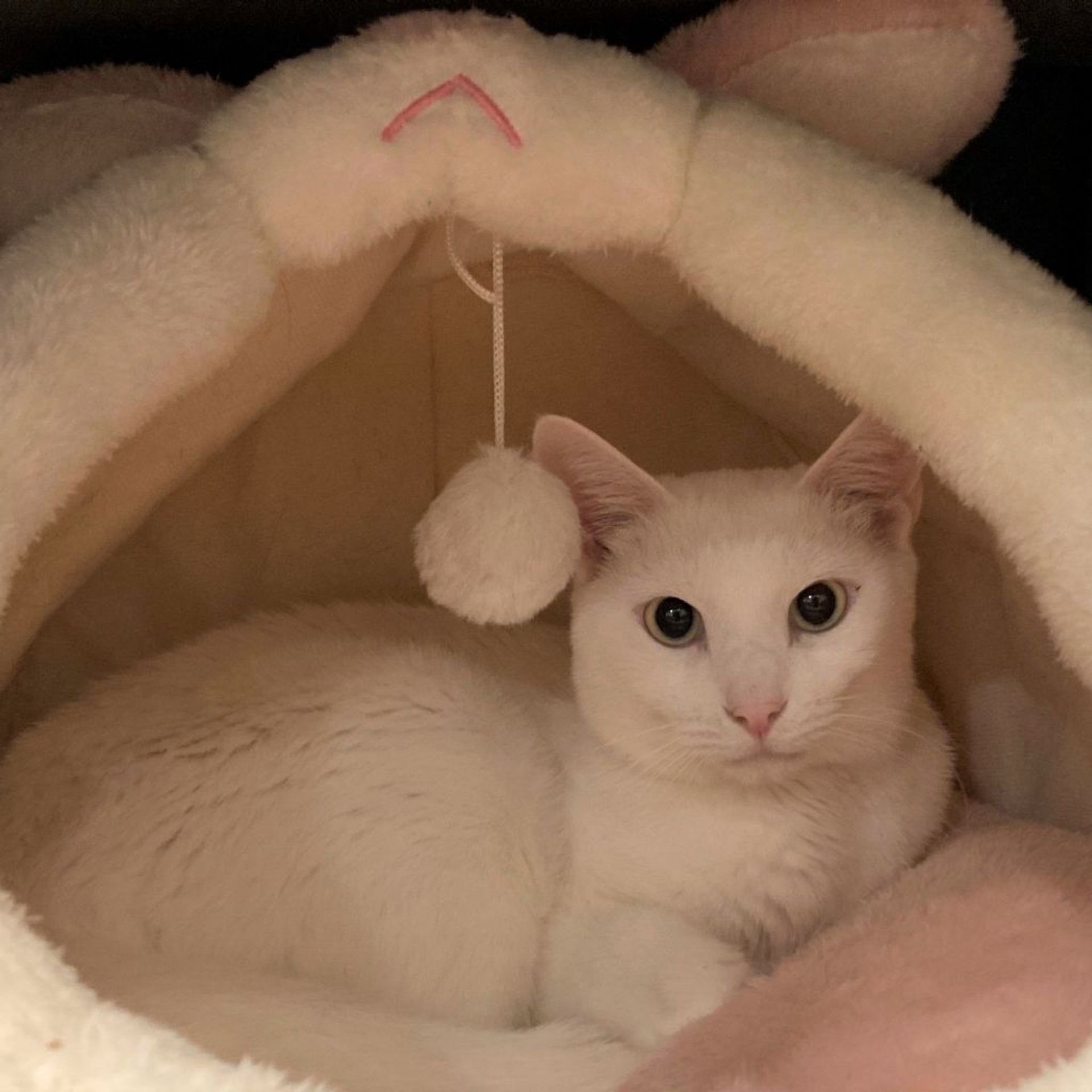 雑種（ミックス猫）・オスの里親募集の写真
