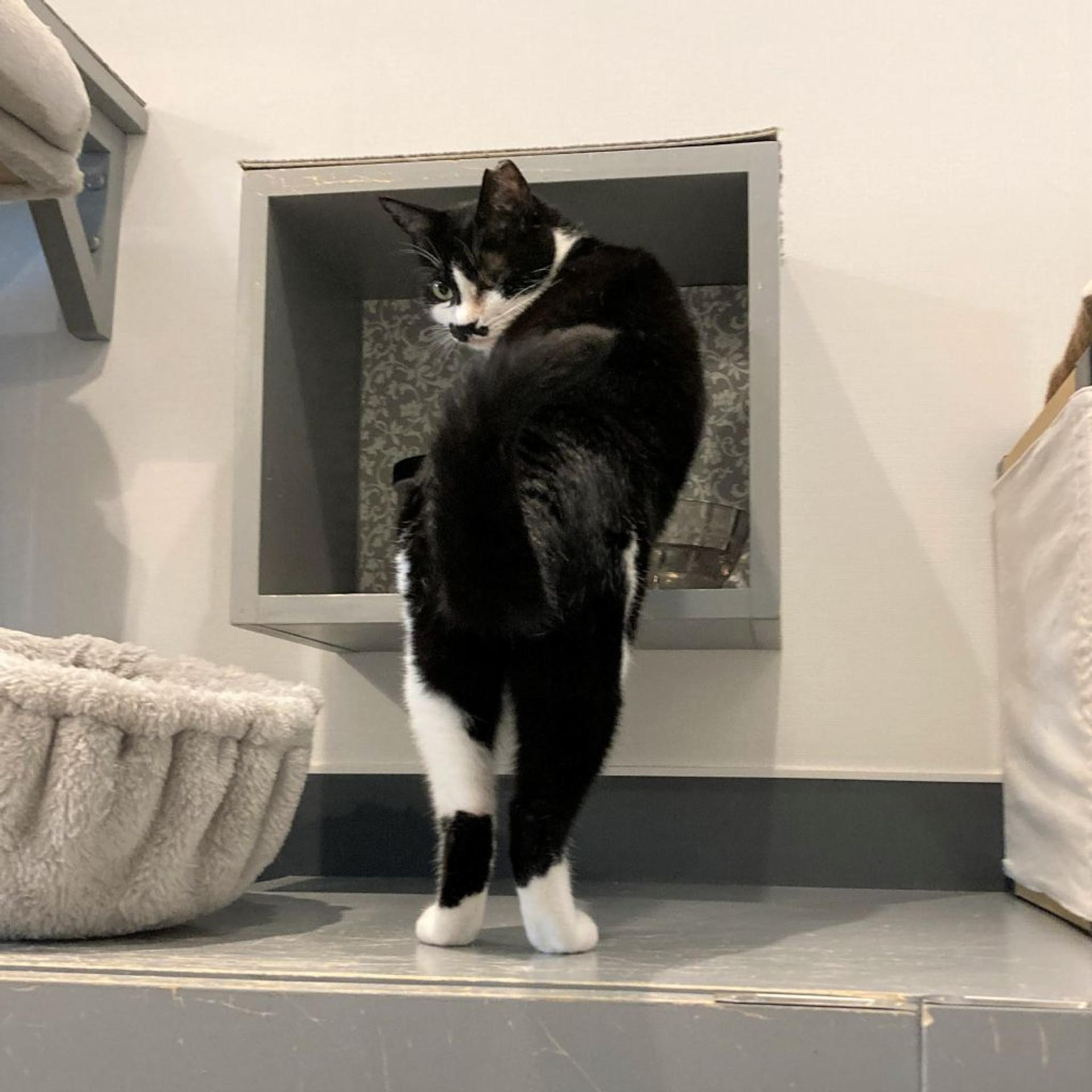 pet-image-2