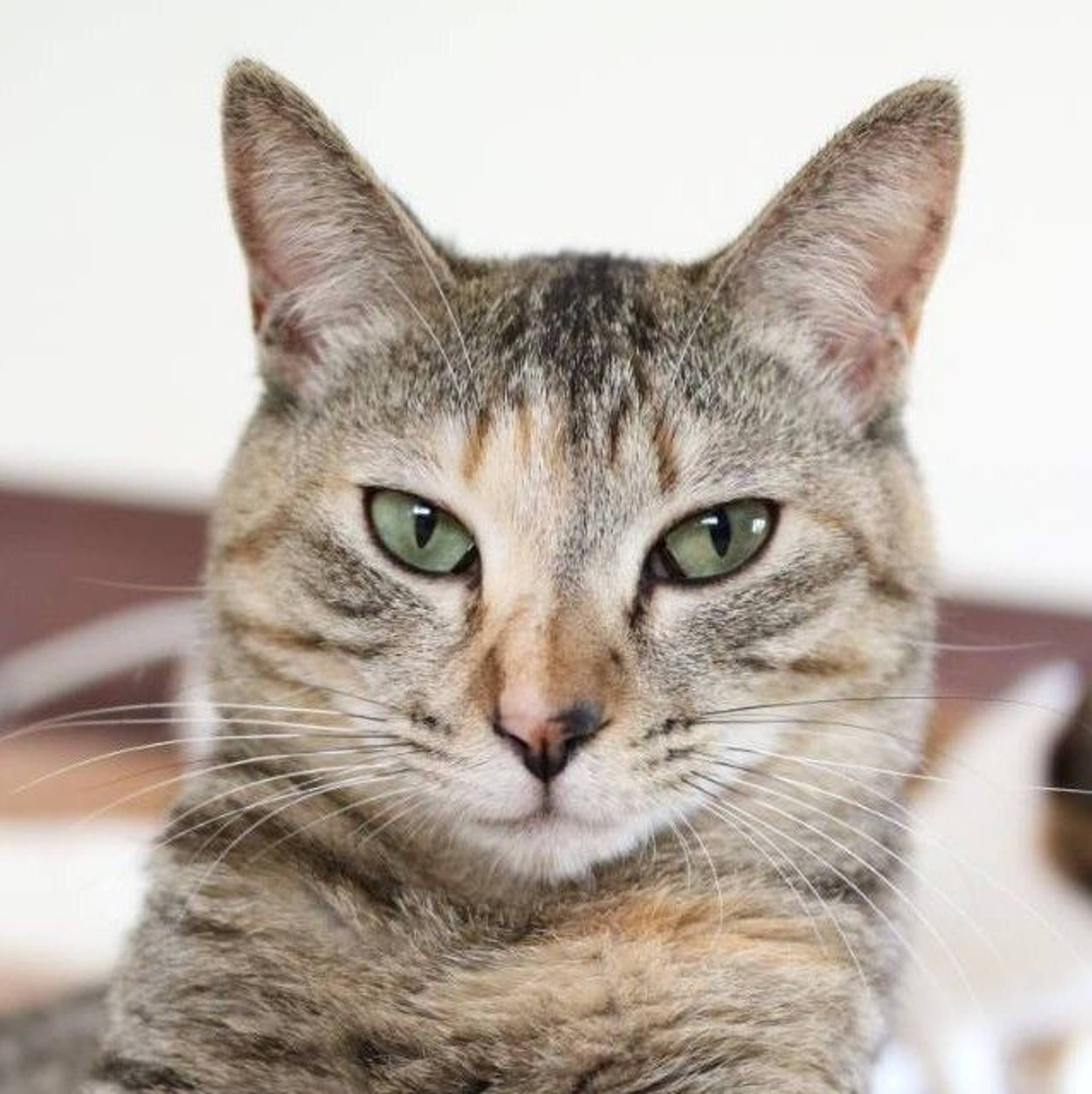雑種（ミックス猫）・メスの里親募集の写真