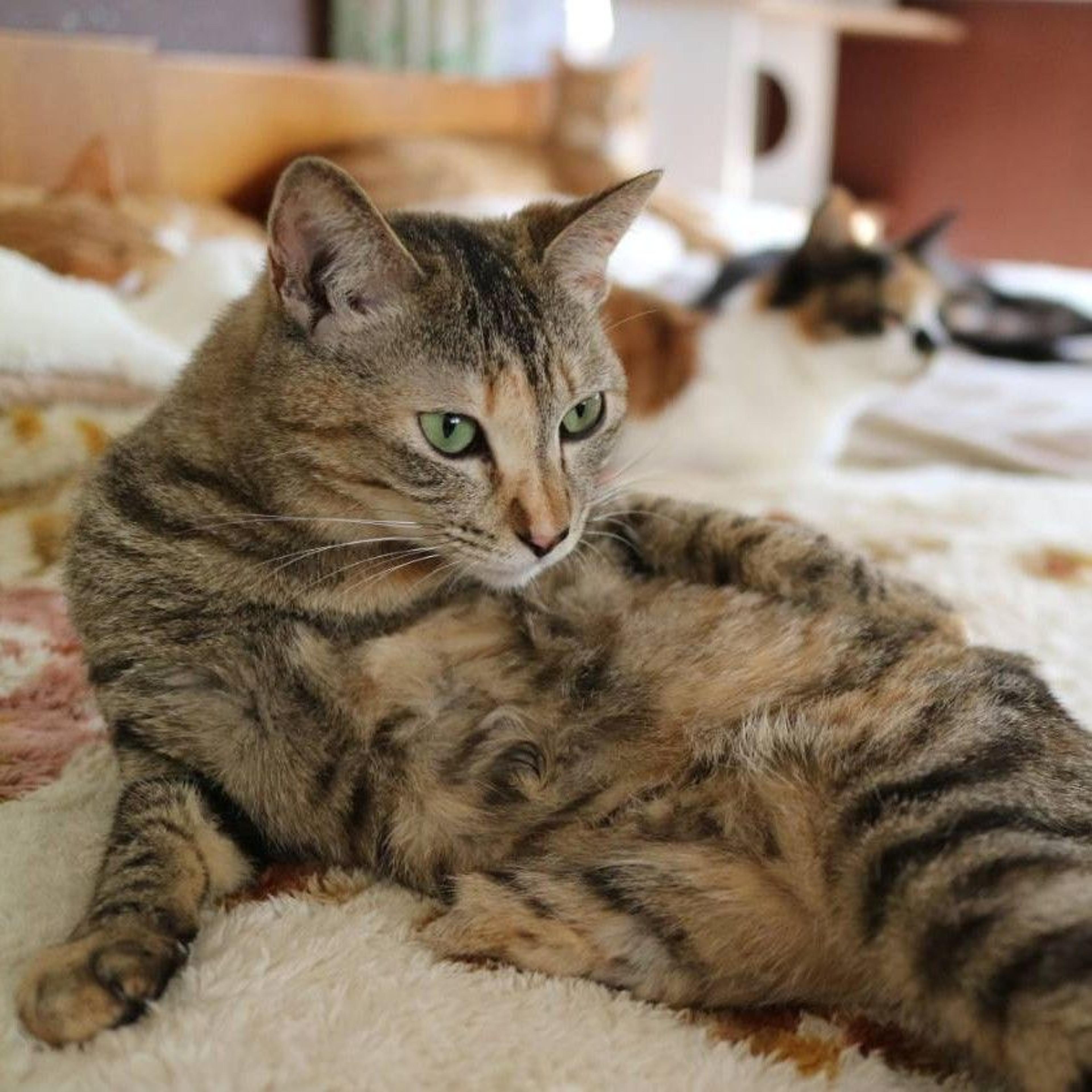 pet-image-2