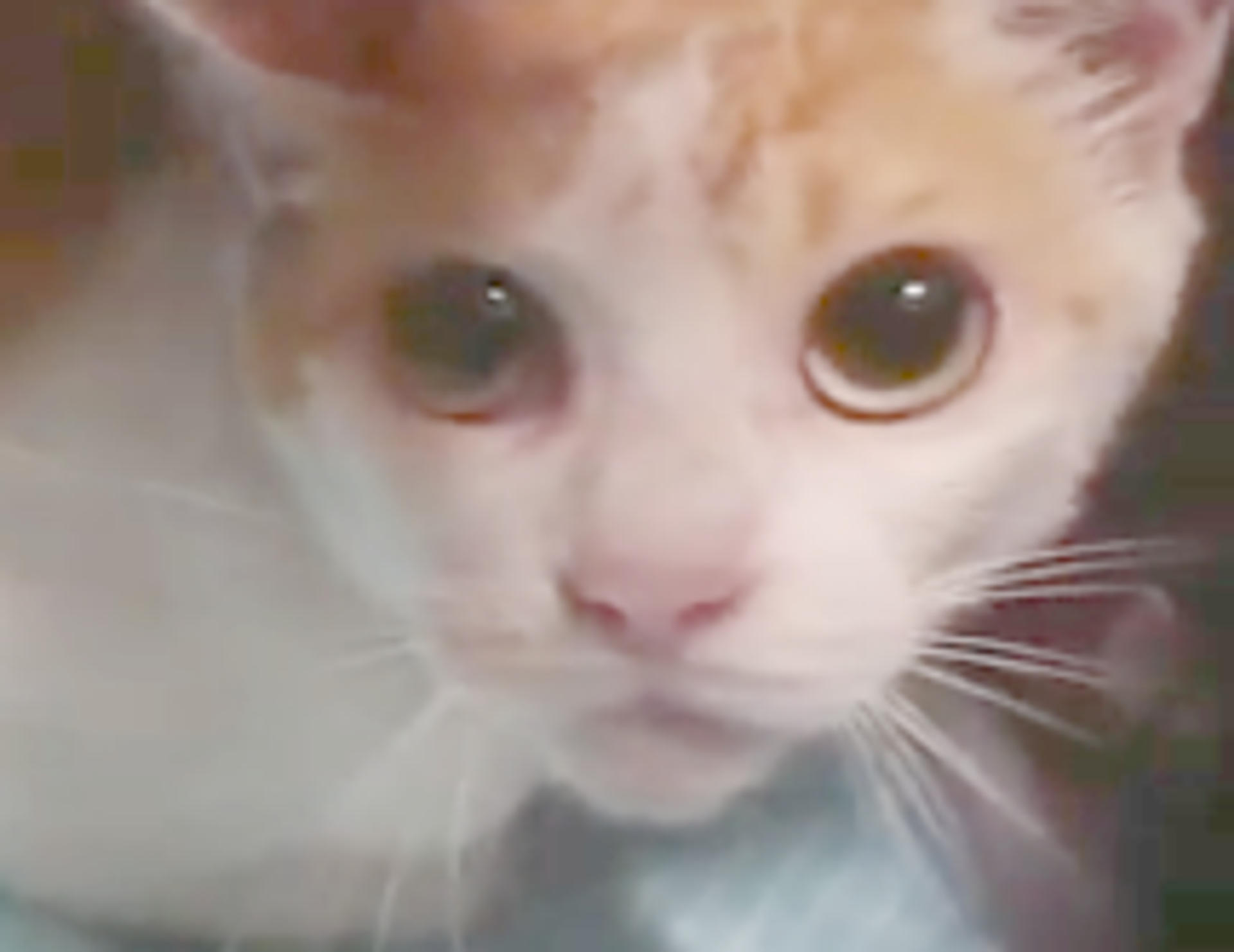 pet-image-3