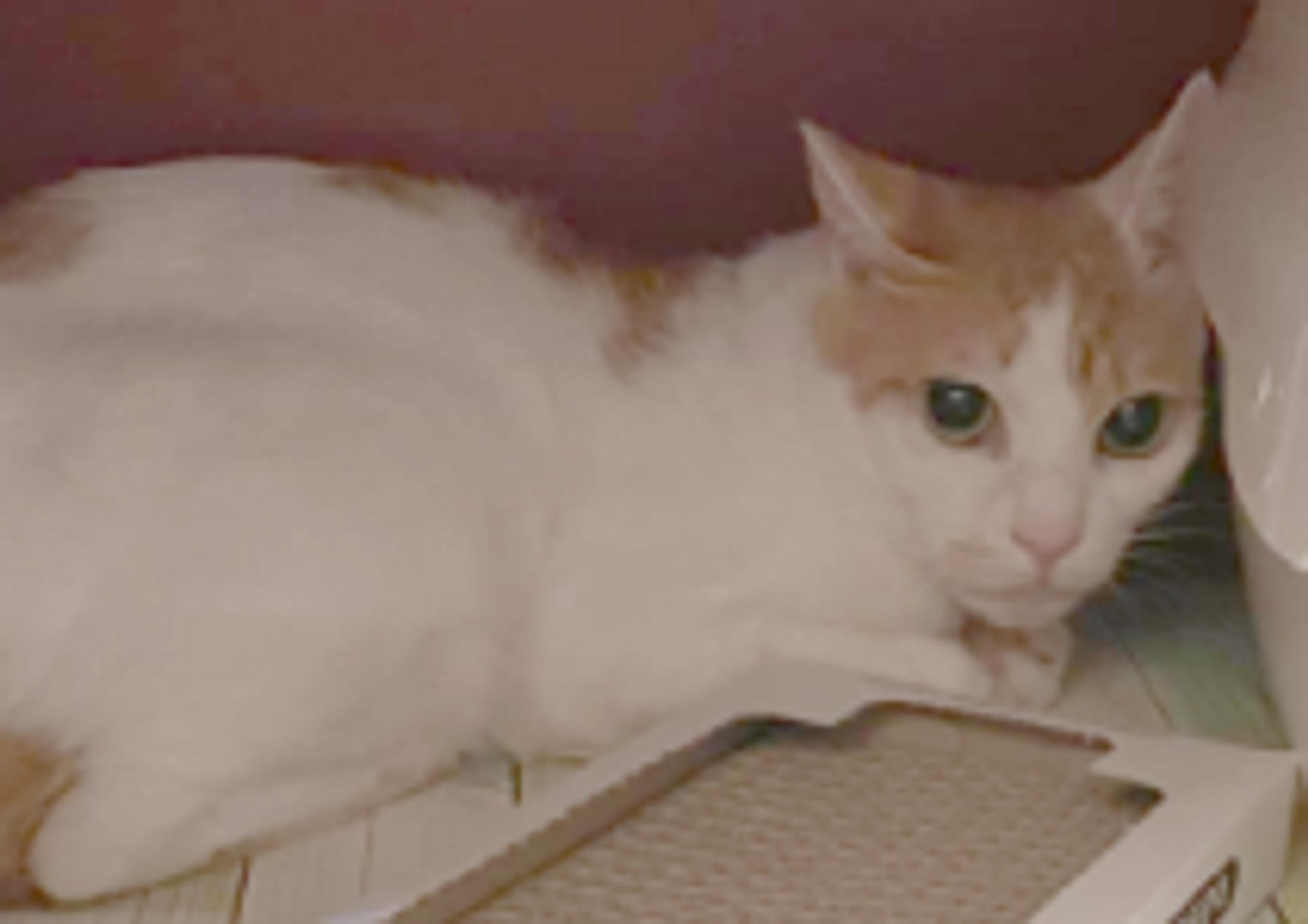 pet-image-4