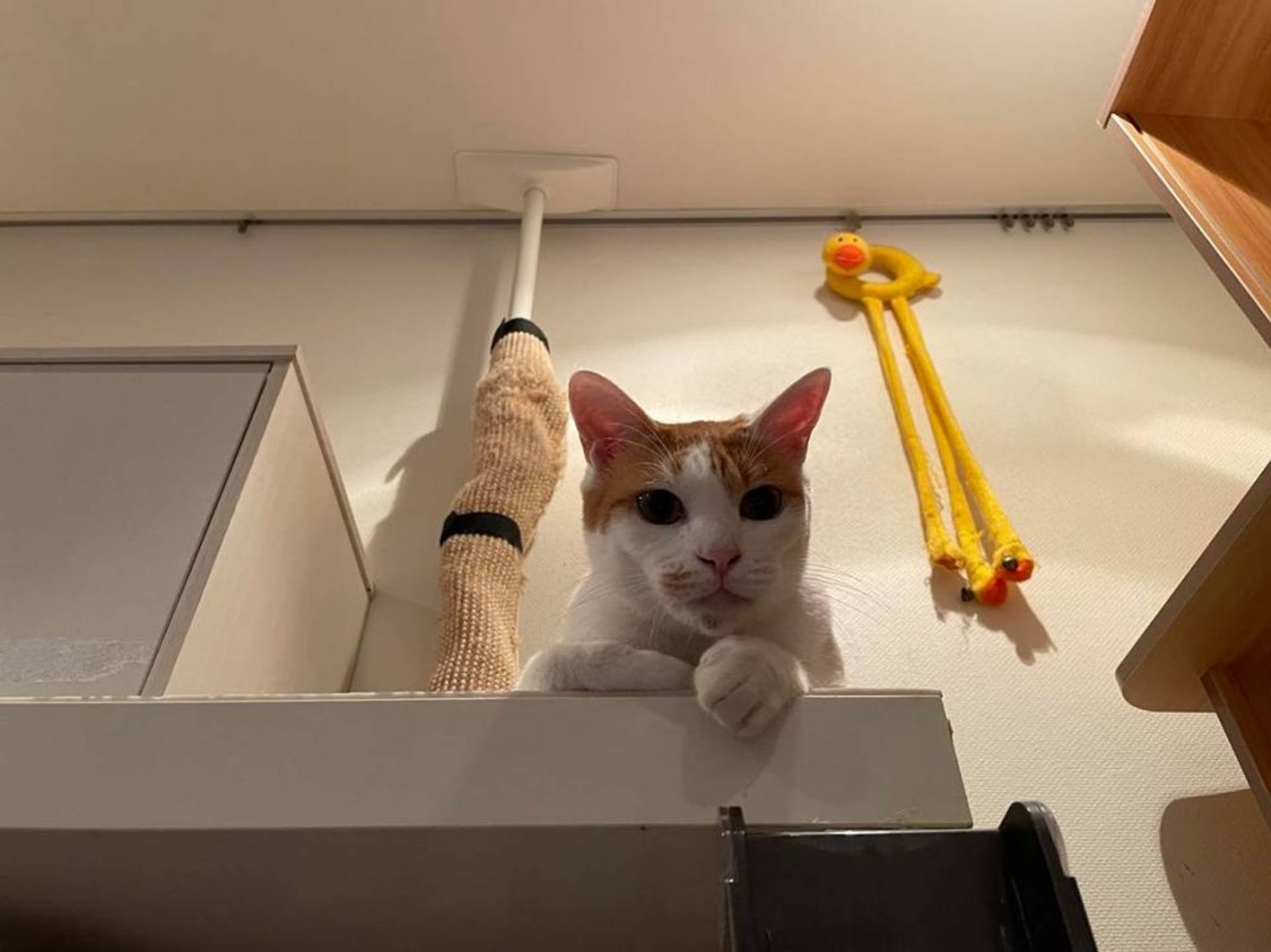 雑種（ミックス猫）・メスの里親募集の写真