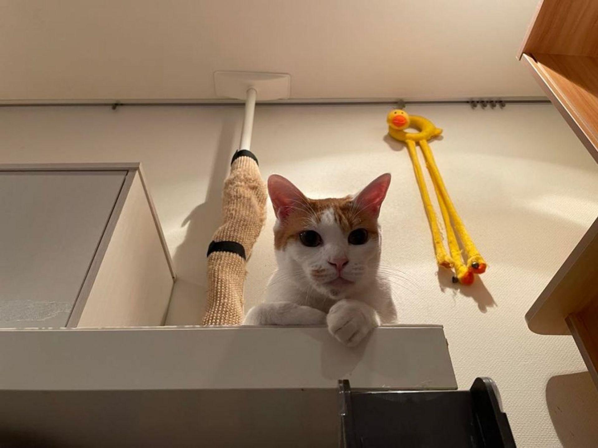 雑種（ミックス猫）・メスの里親募集の写真