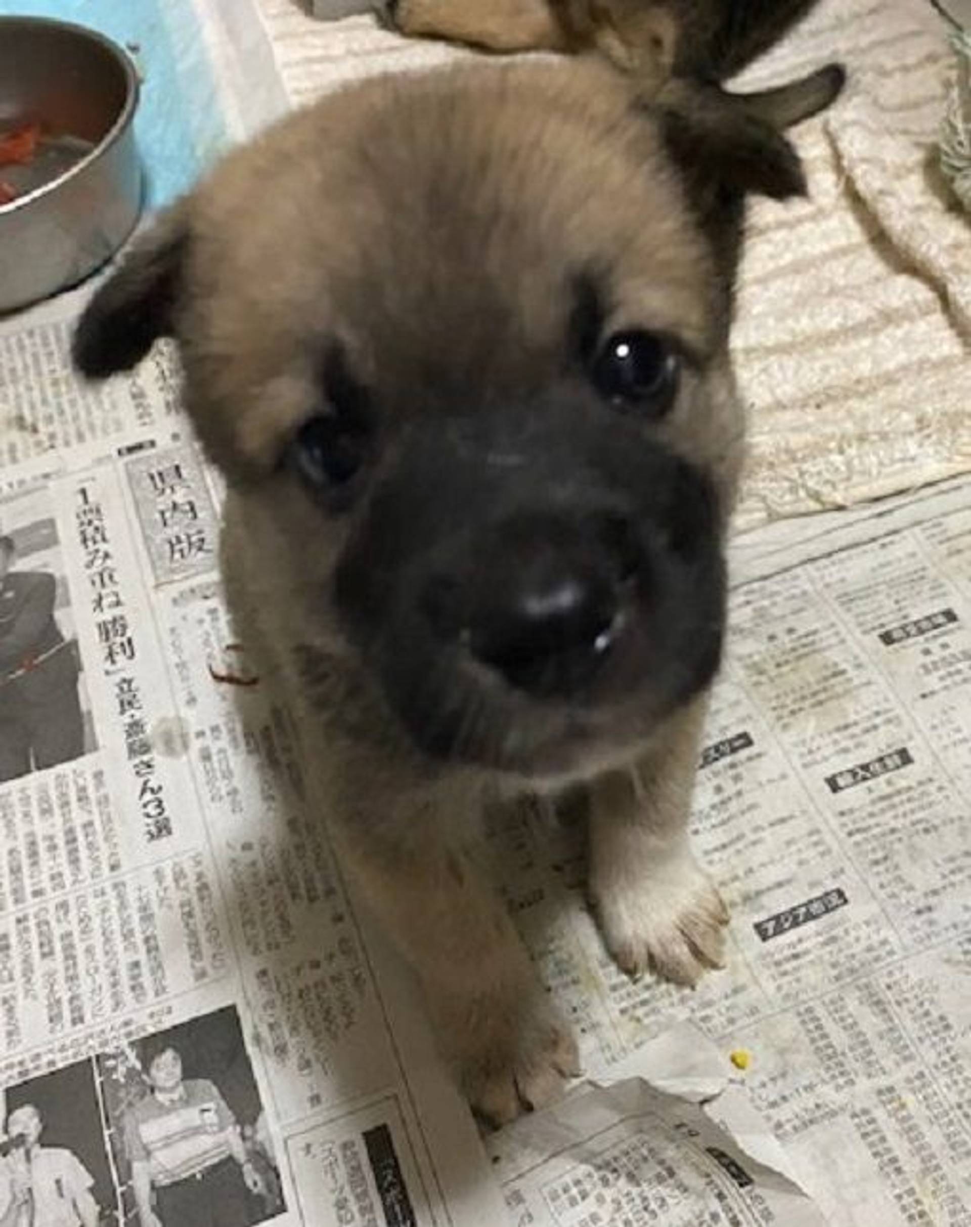 雑種（ミックス犬）・オスの里親募集の写真
