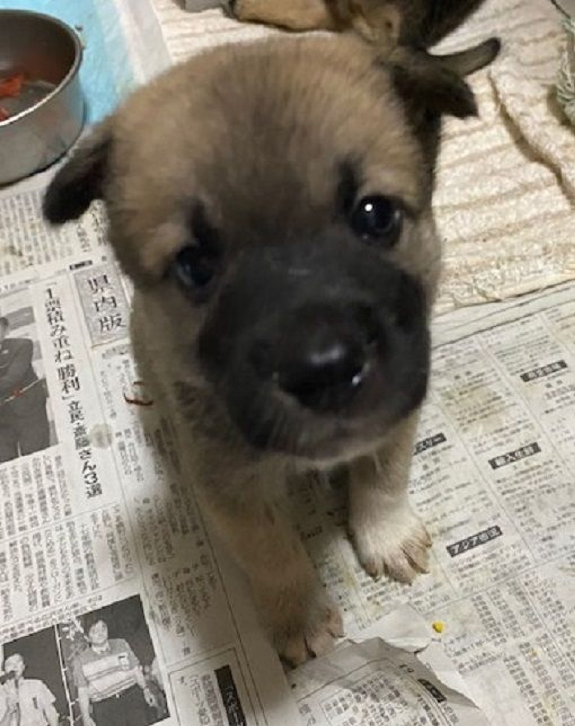 雑種（ミックス犬）・オスの里親募集の写真