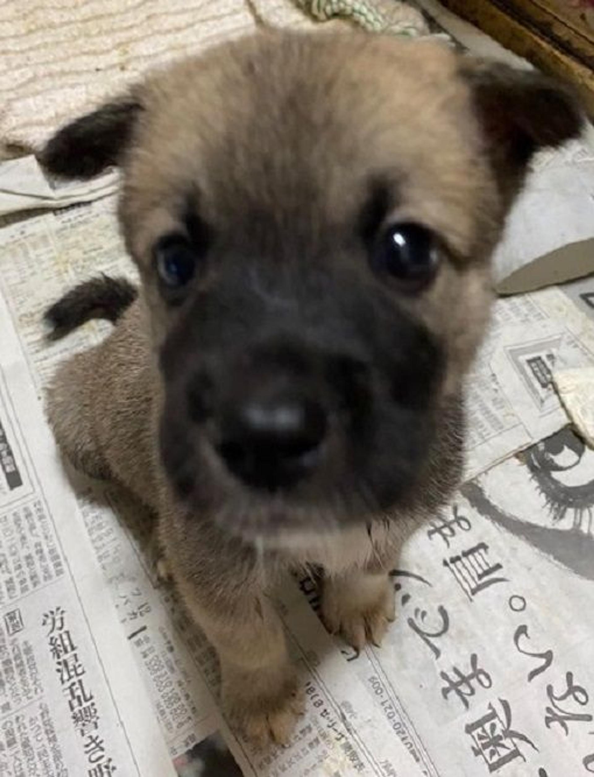pet-image-2