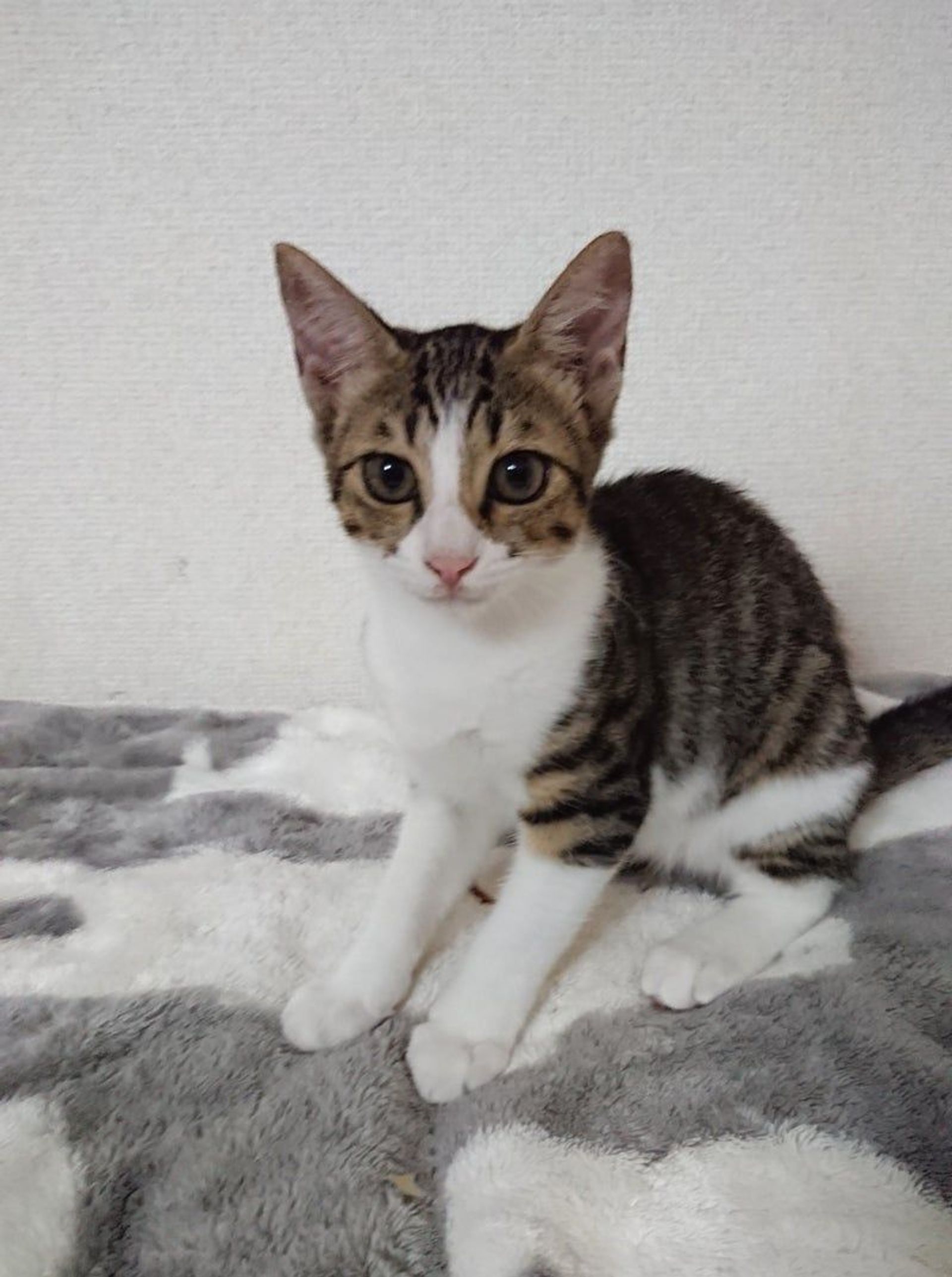 雑種（ミックス猫）・メスの里親募集の写真
