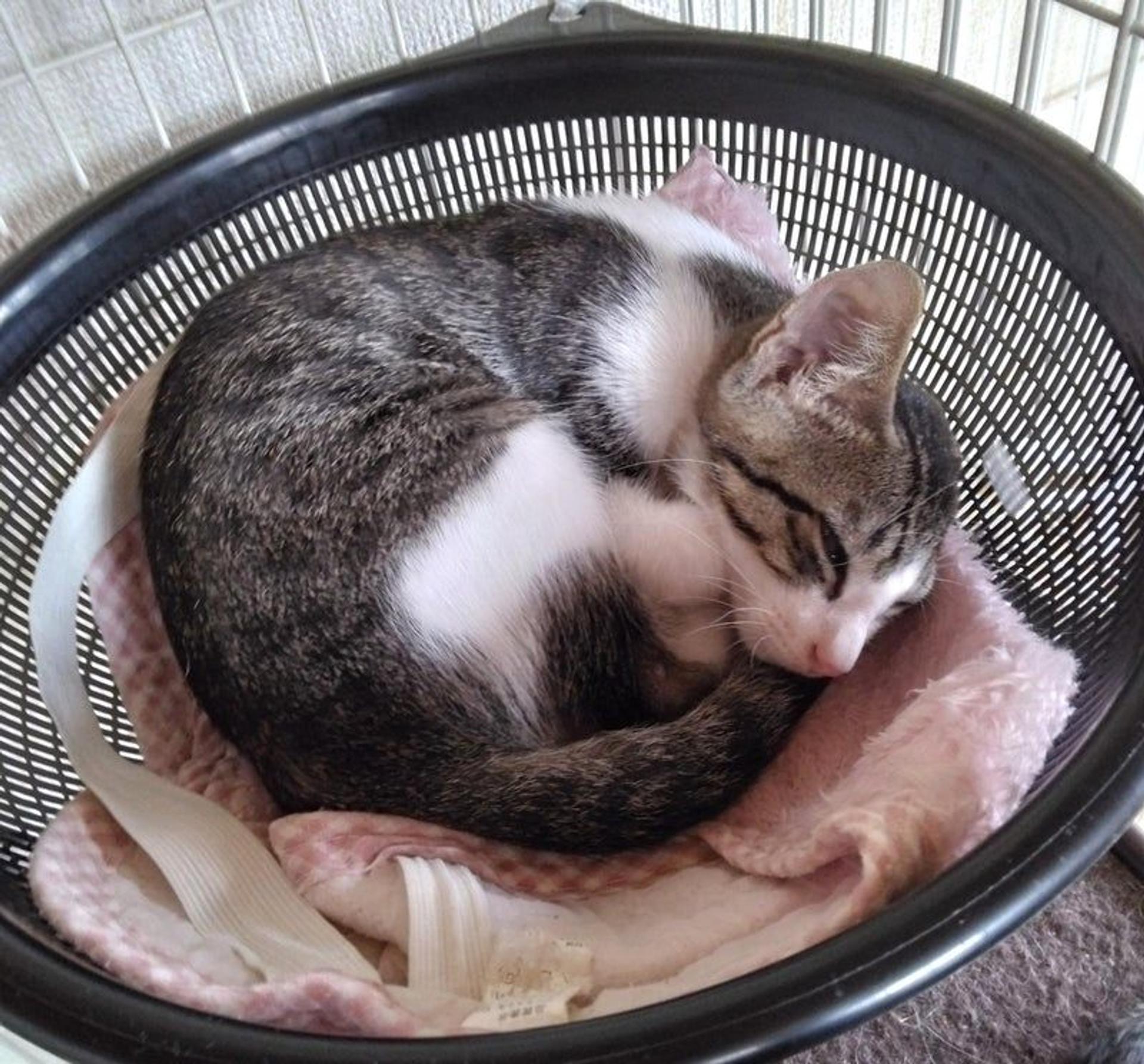 pet-image-3