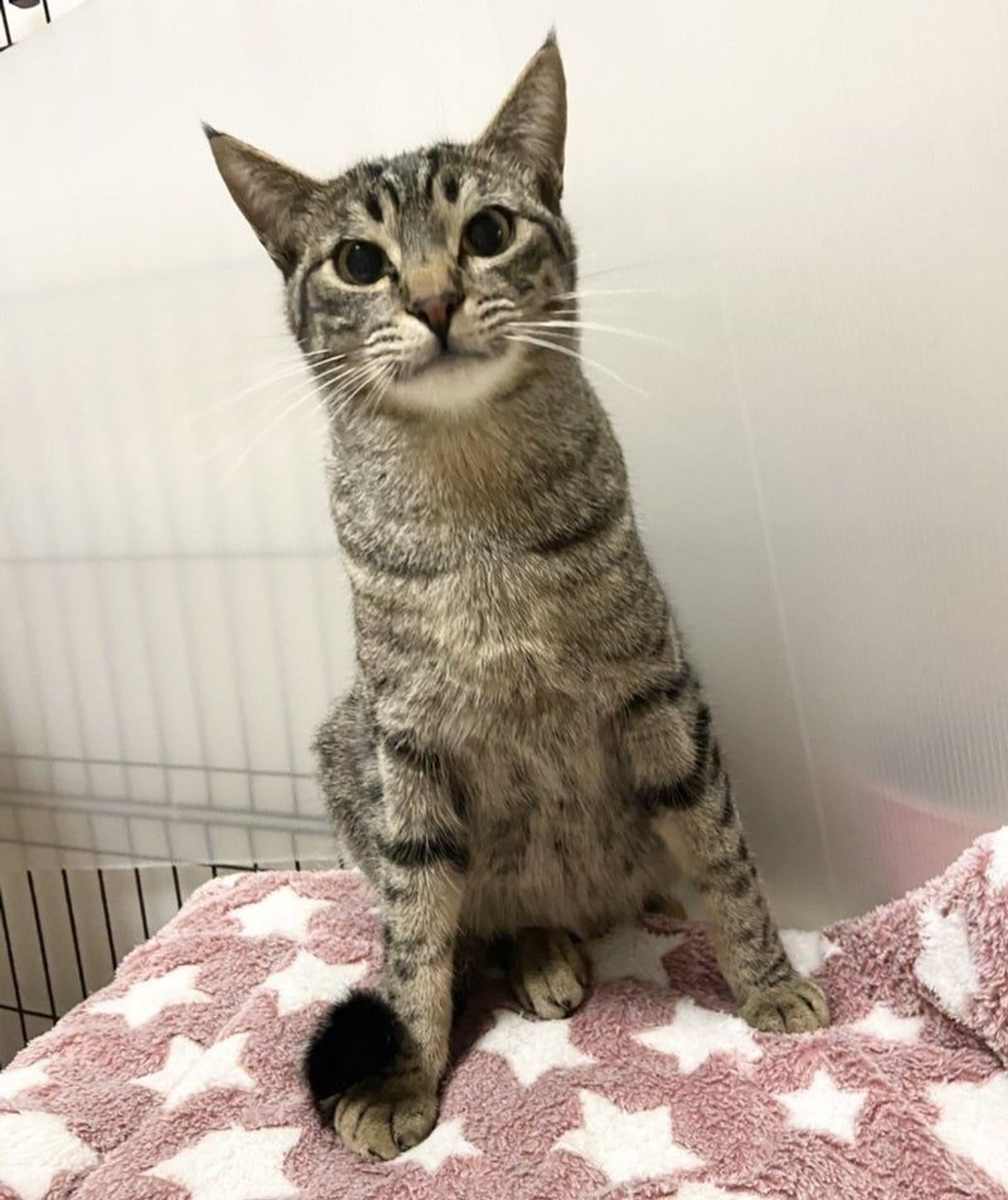 雑種（ミックス猫）・オスの里親募集の写真