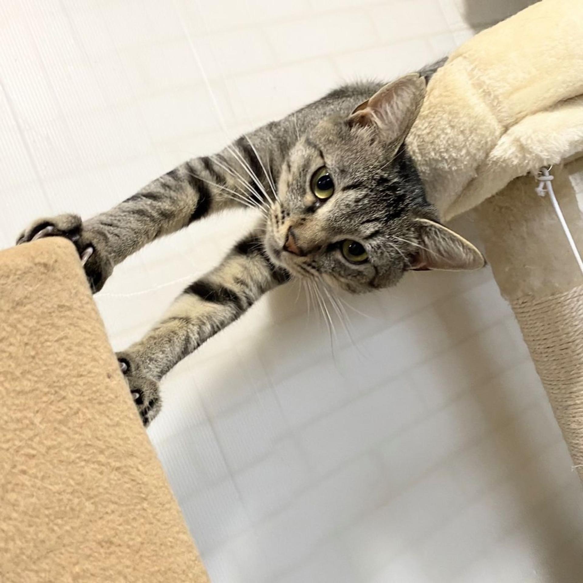 pet-image-3